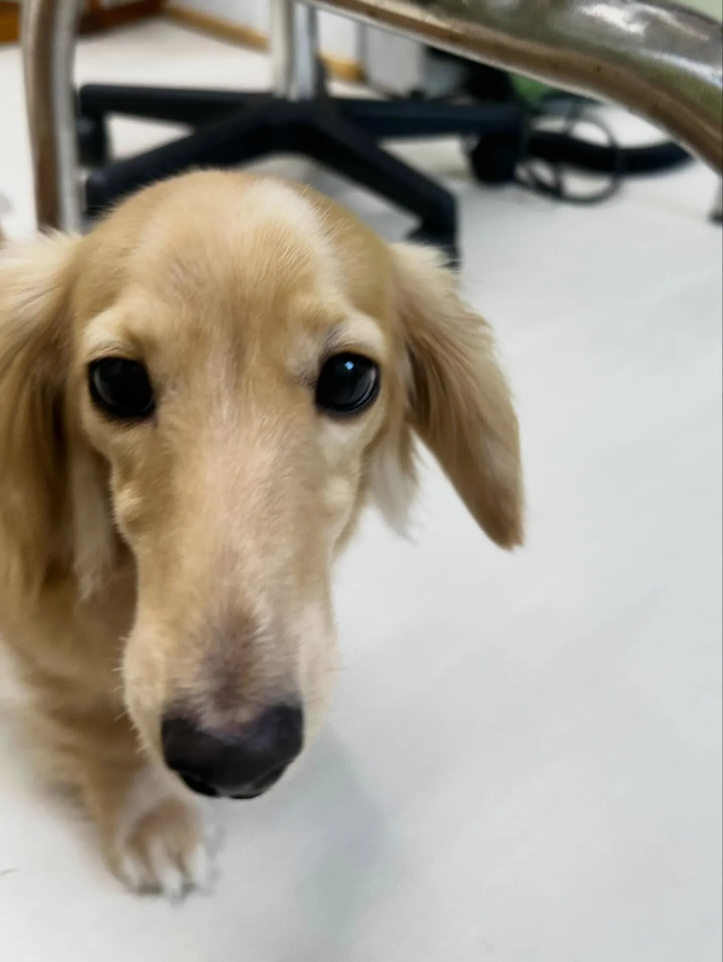 トリミングのセットメニューをご利用頂いたわんこさんたちです🌟