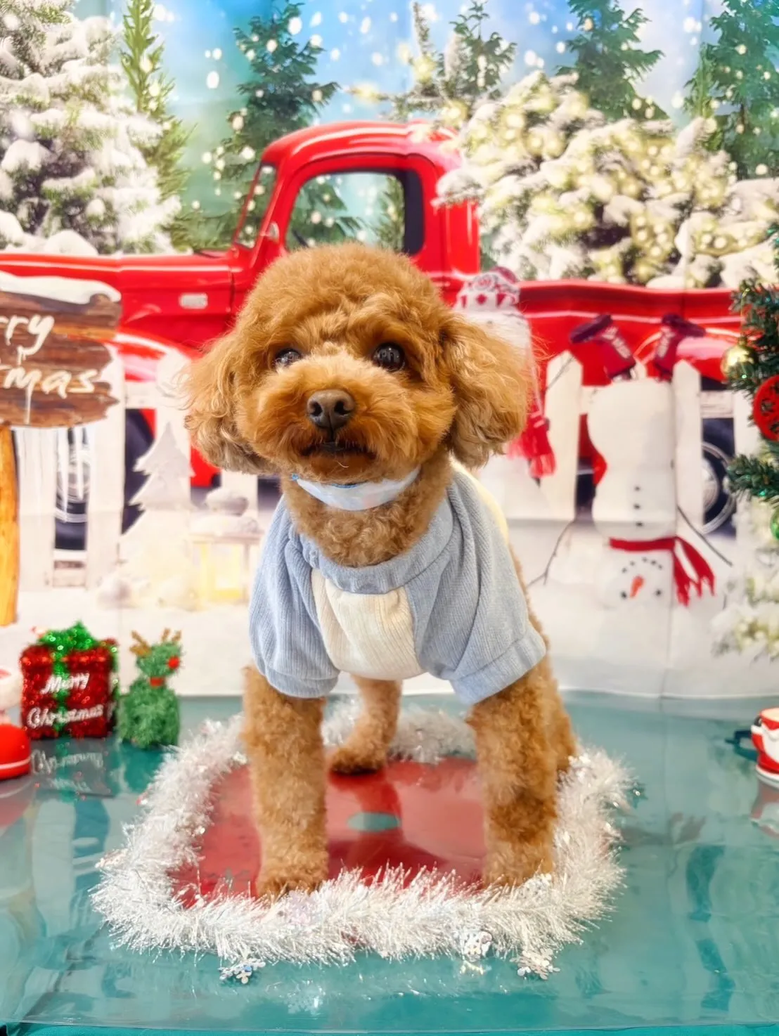 トリミングのセットメニューをご利用頂いたわんこさんたちです🌟