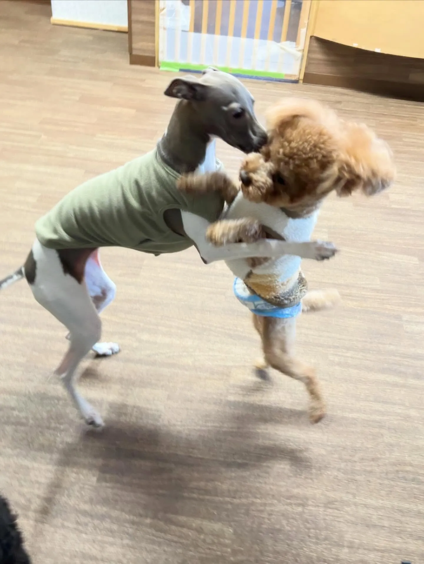 トリミングのセットメニューをご利用頂いたわんこさんたちです🌟