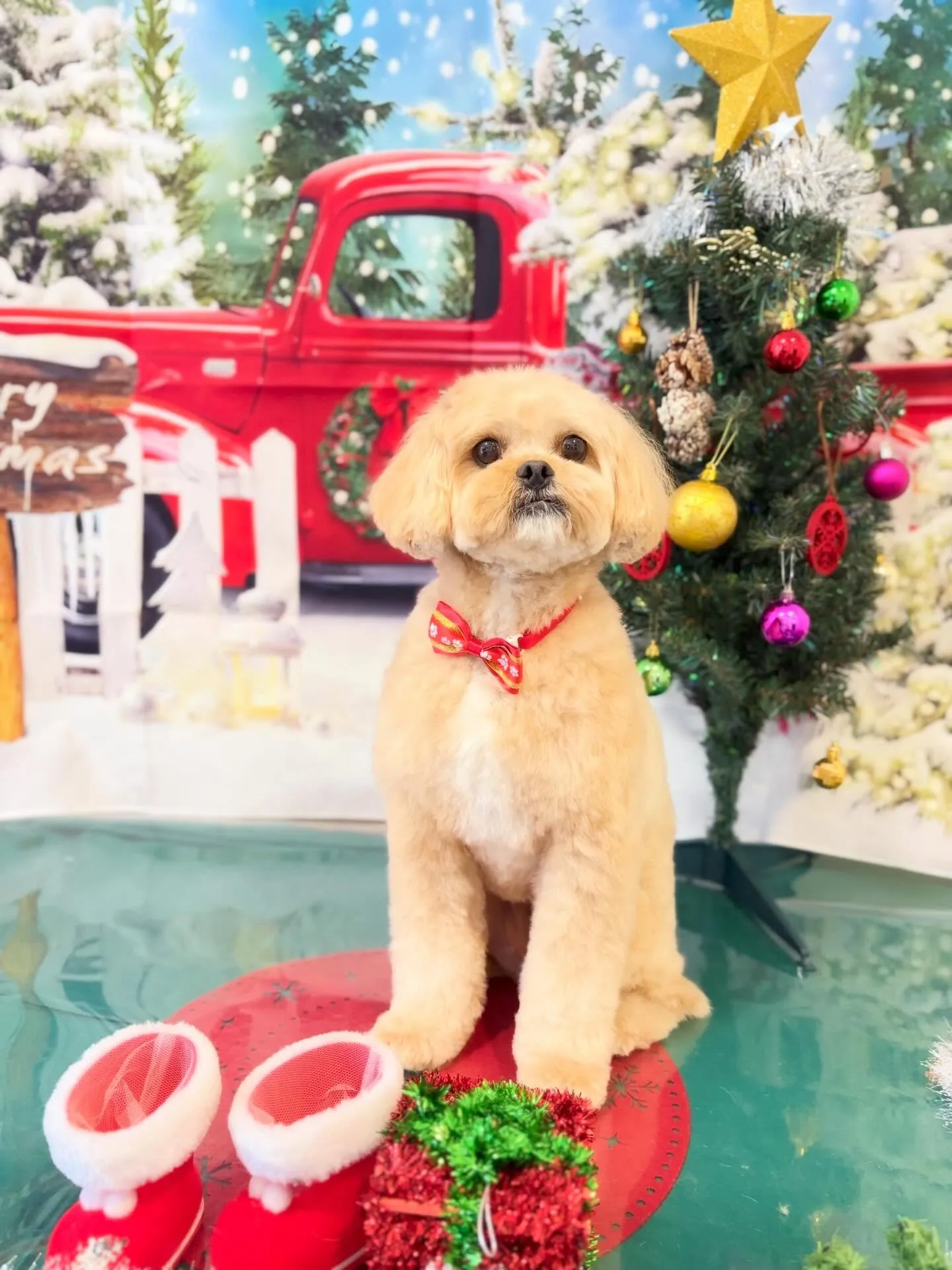 トリミングのセットメニューをご利用頂いたわんこたちです🎶