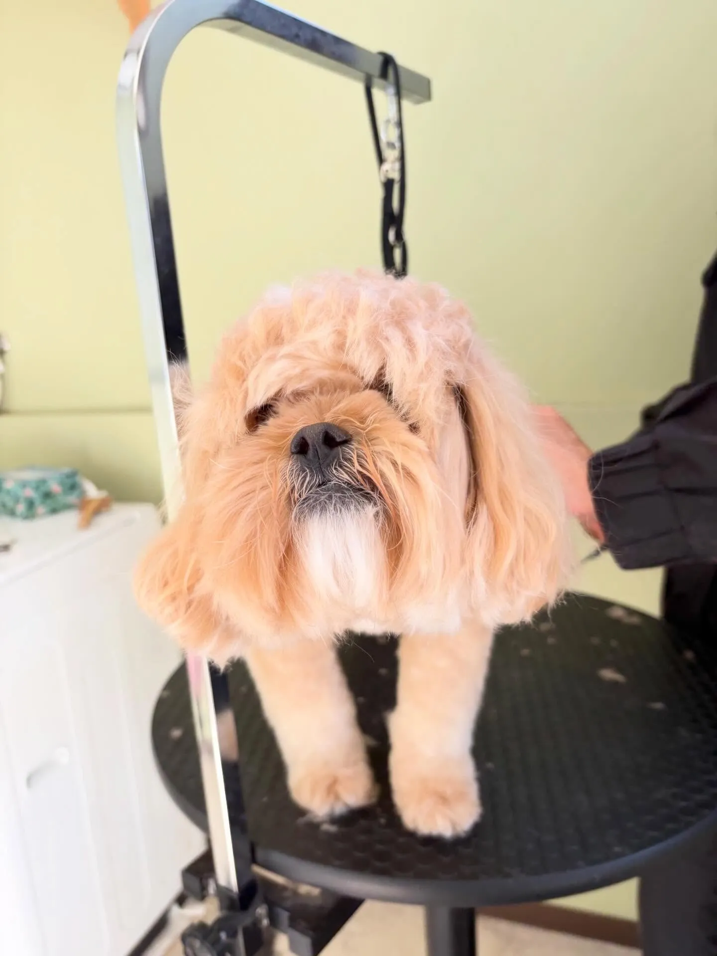 トリミングのセットメニューをご利用頂いたわんこたちです🎶