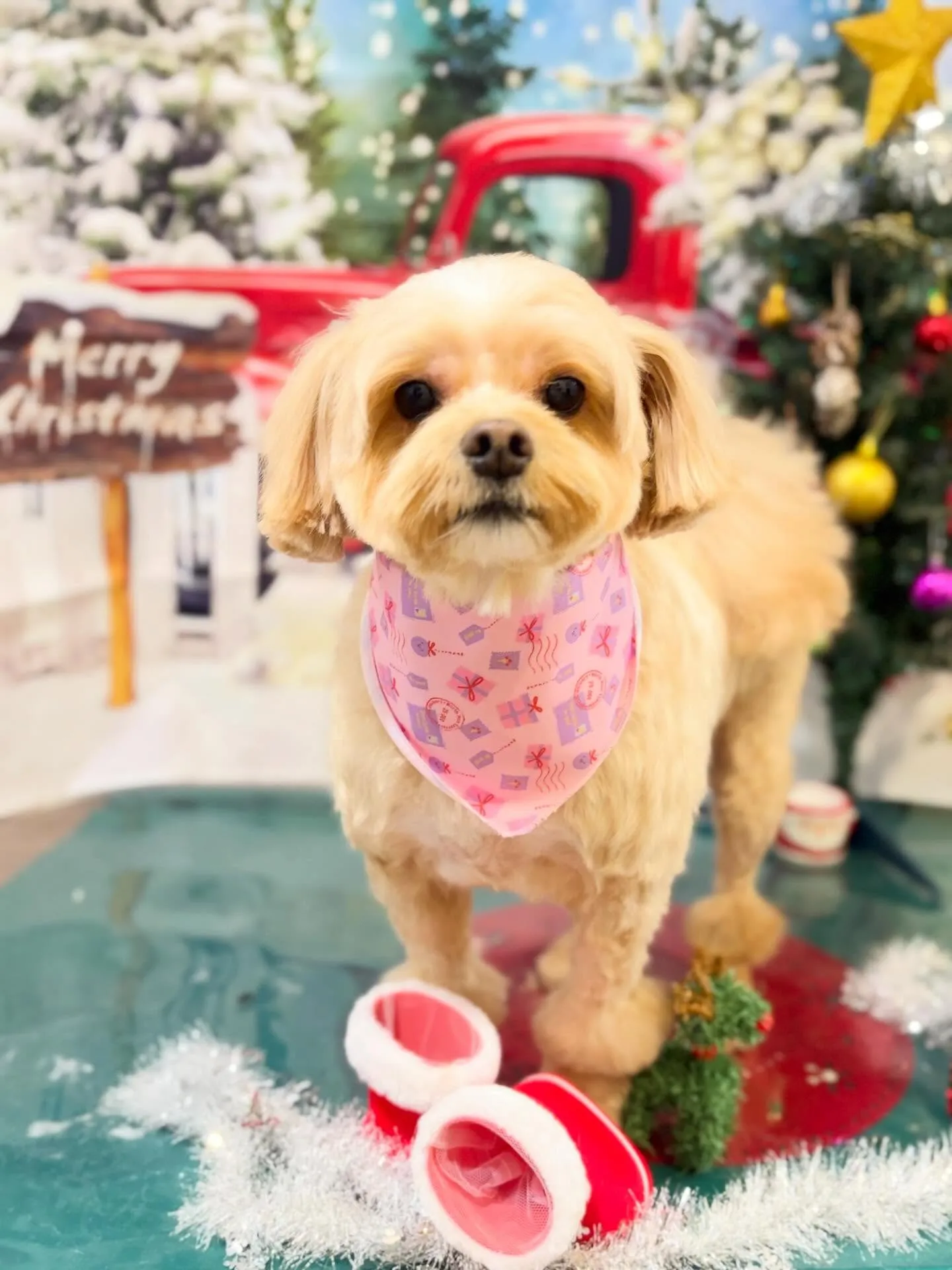 トリミングのセットメニューをご利用頂いたわんこたちです🎶