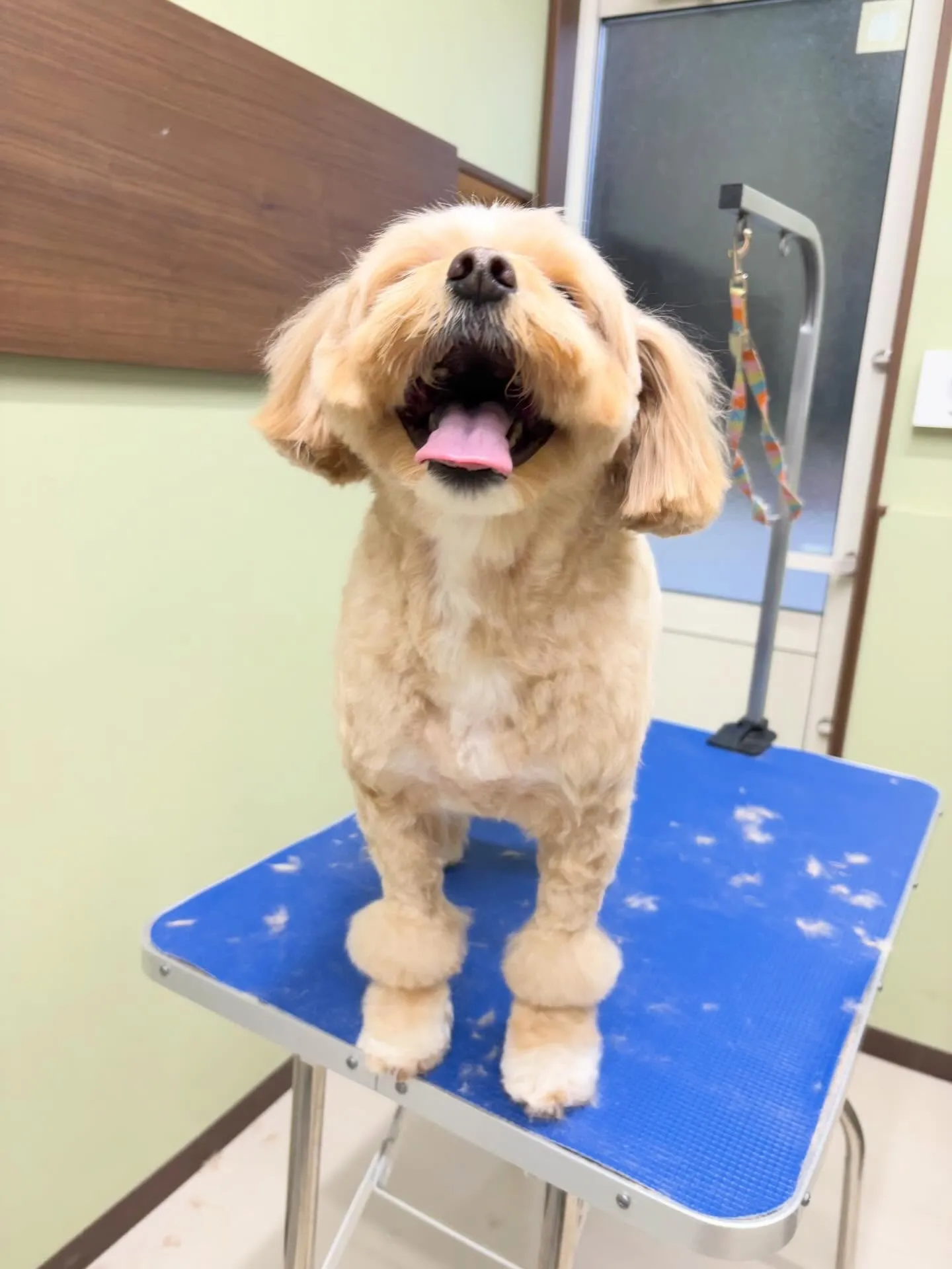 トリミングのセットメニューをご利用頂いたわんこたちです🎶