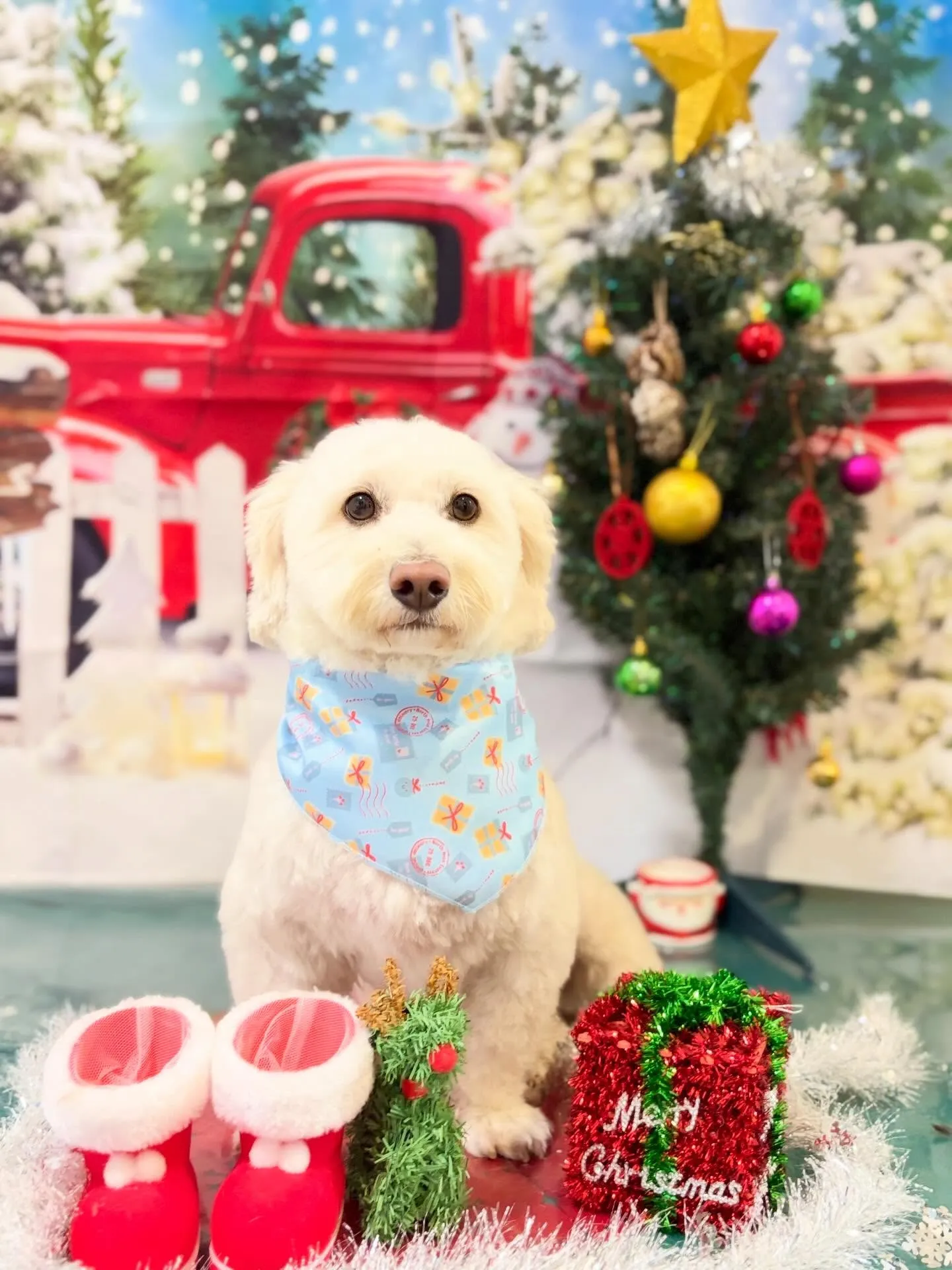 トリミングのセットメニューをご利用頂いたわんこたちです🎶