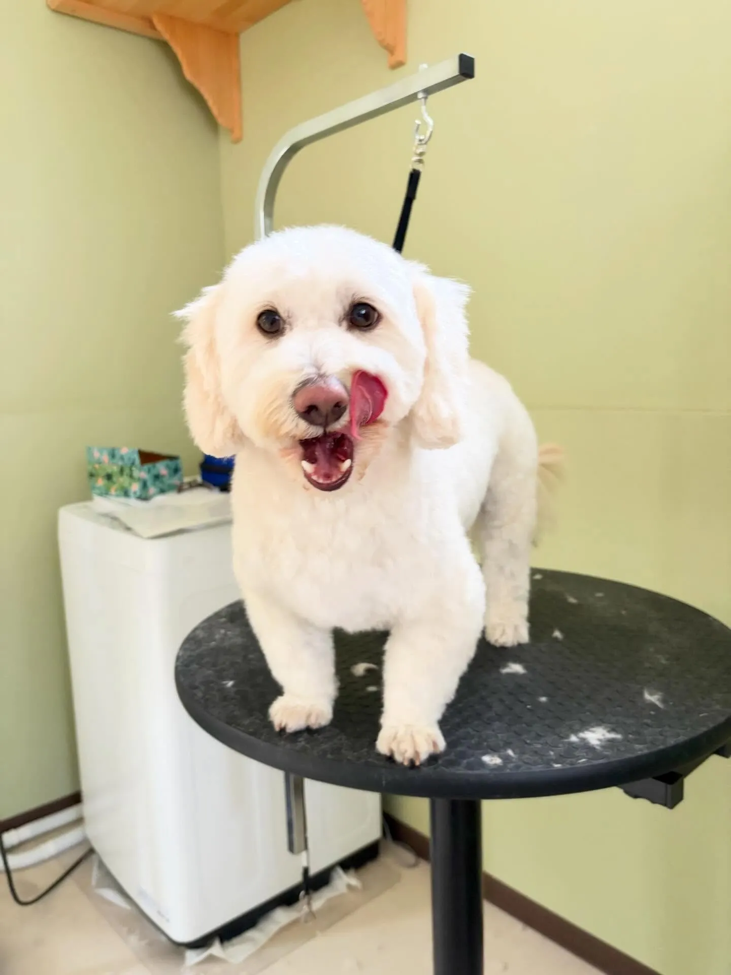 トリミングのセットメニューをご利用頂いたわんこたちです🎶