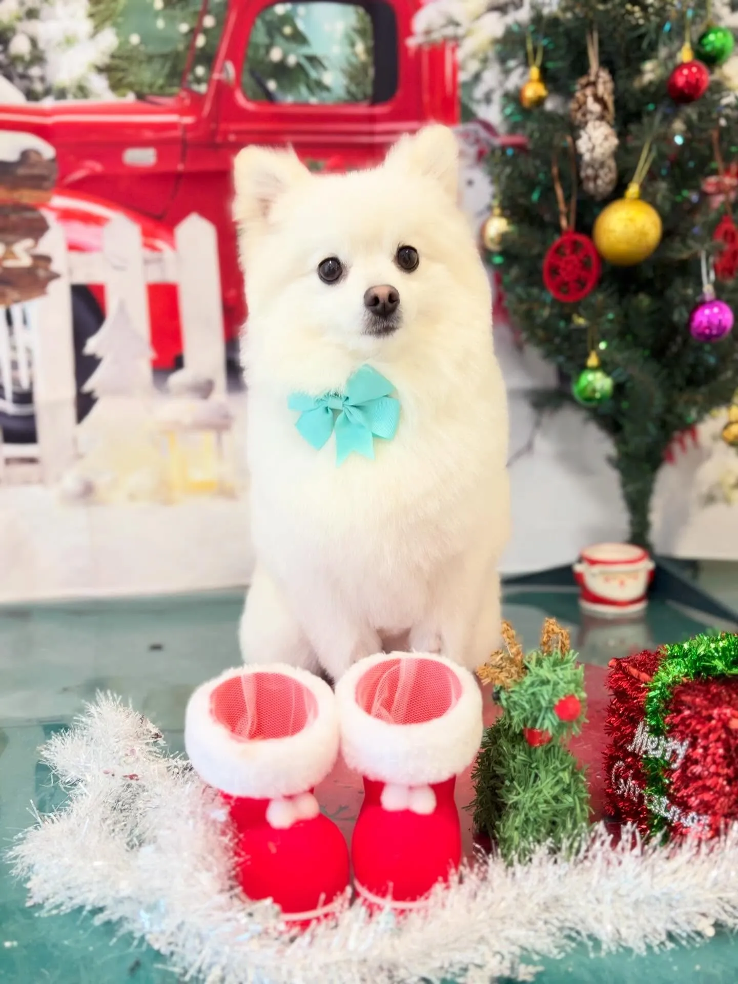 トリミングのセットメニューをご利用頂いたわんこたちです🎶