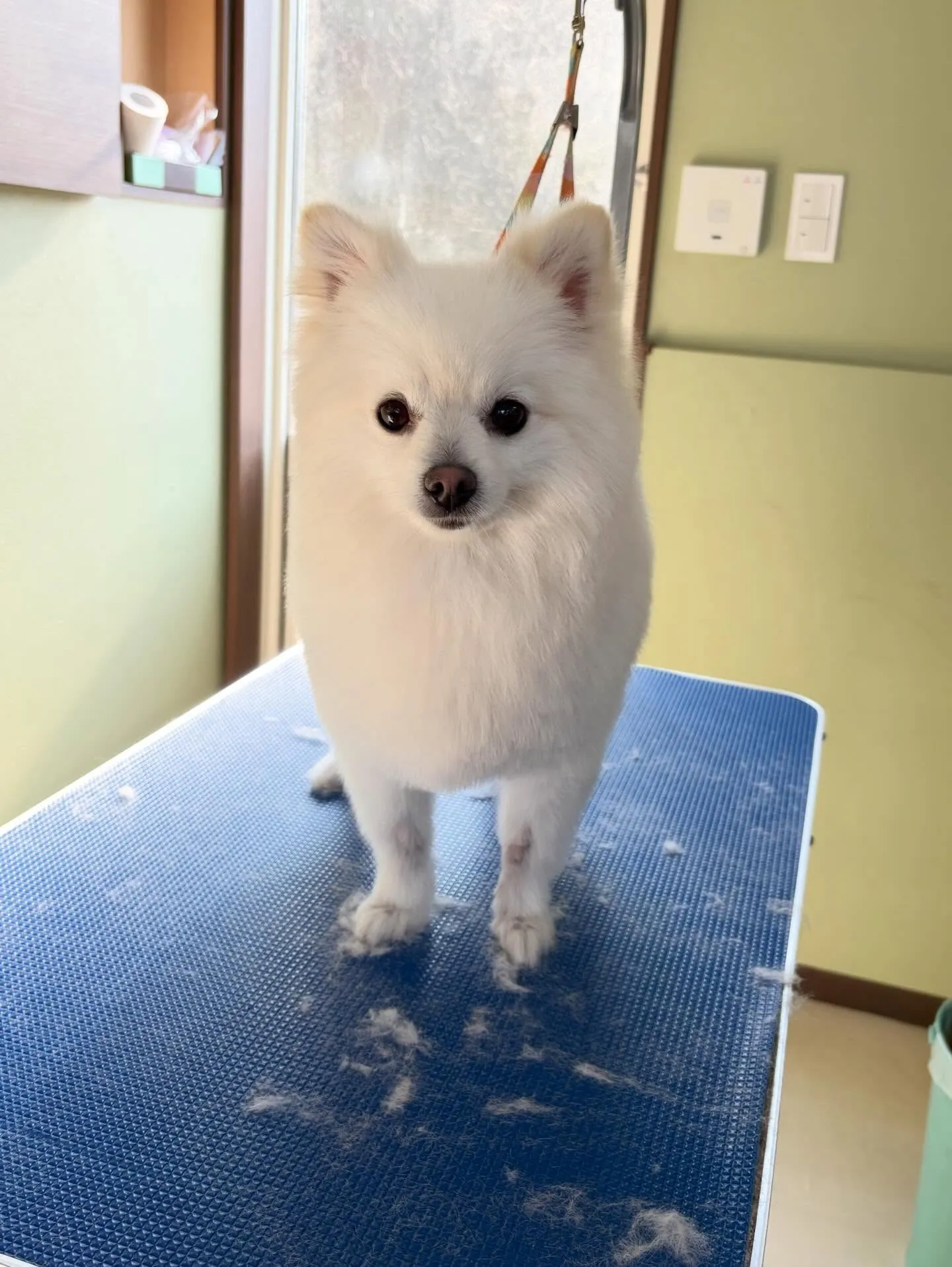 トリミングのセットメニューをご利用頂いたわんこたちです🎶