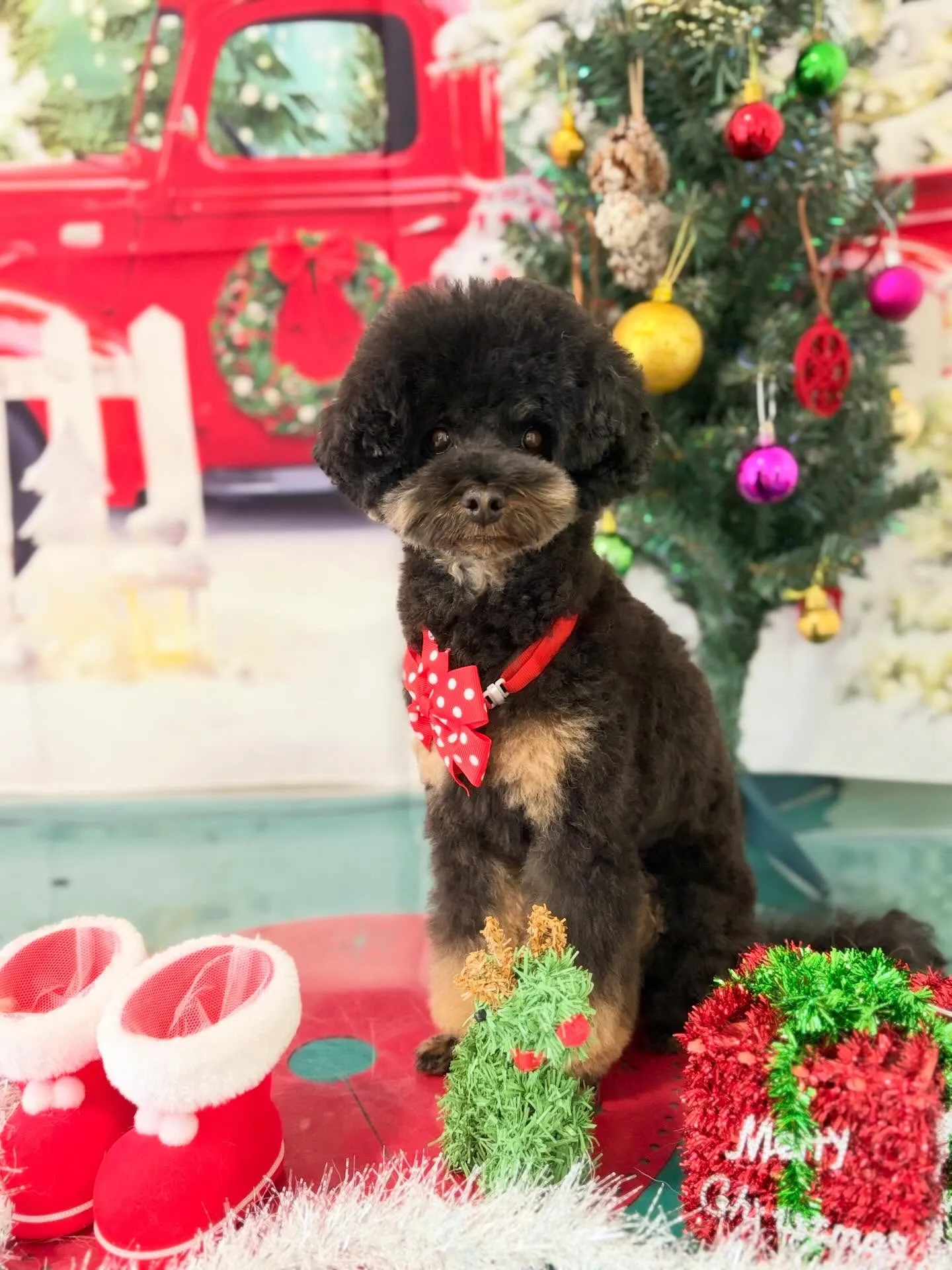 トリミングのセットメニューをご利用頂いたわんこたちです🎶