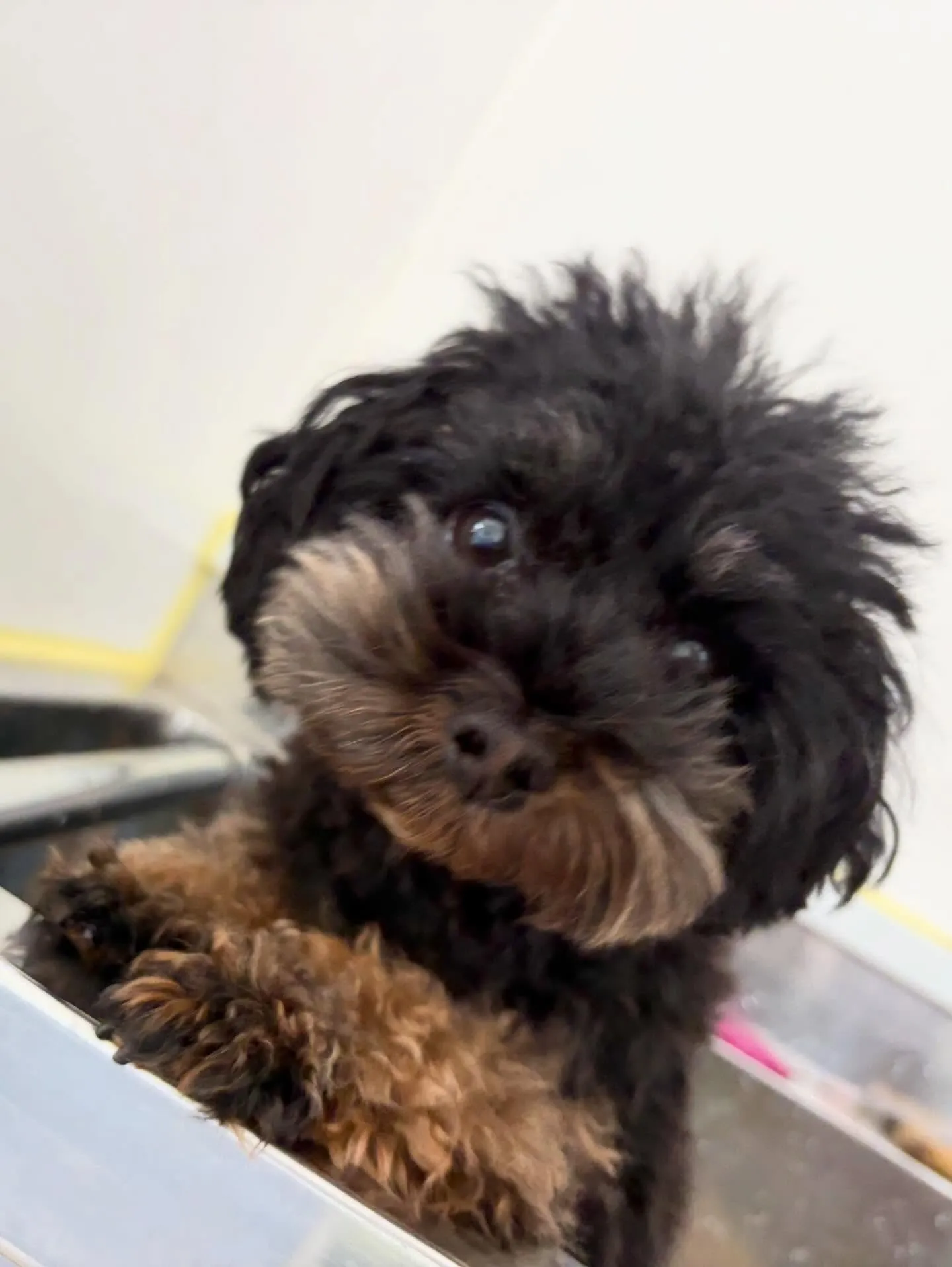 トリミングのセットメニューをご利用頂いたわんこたちです🎶