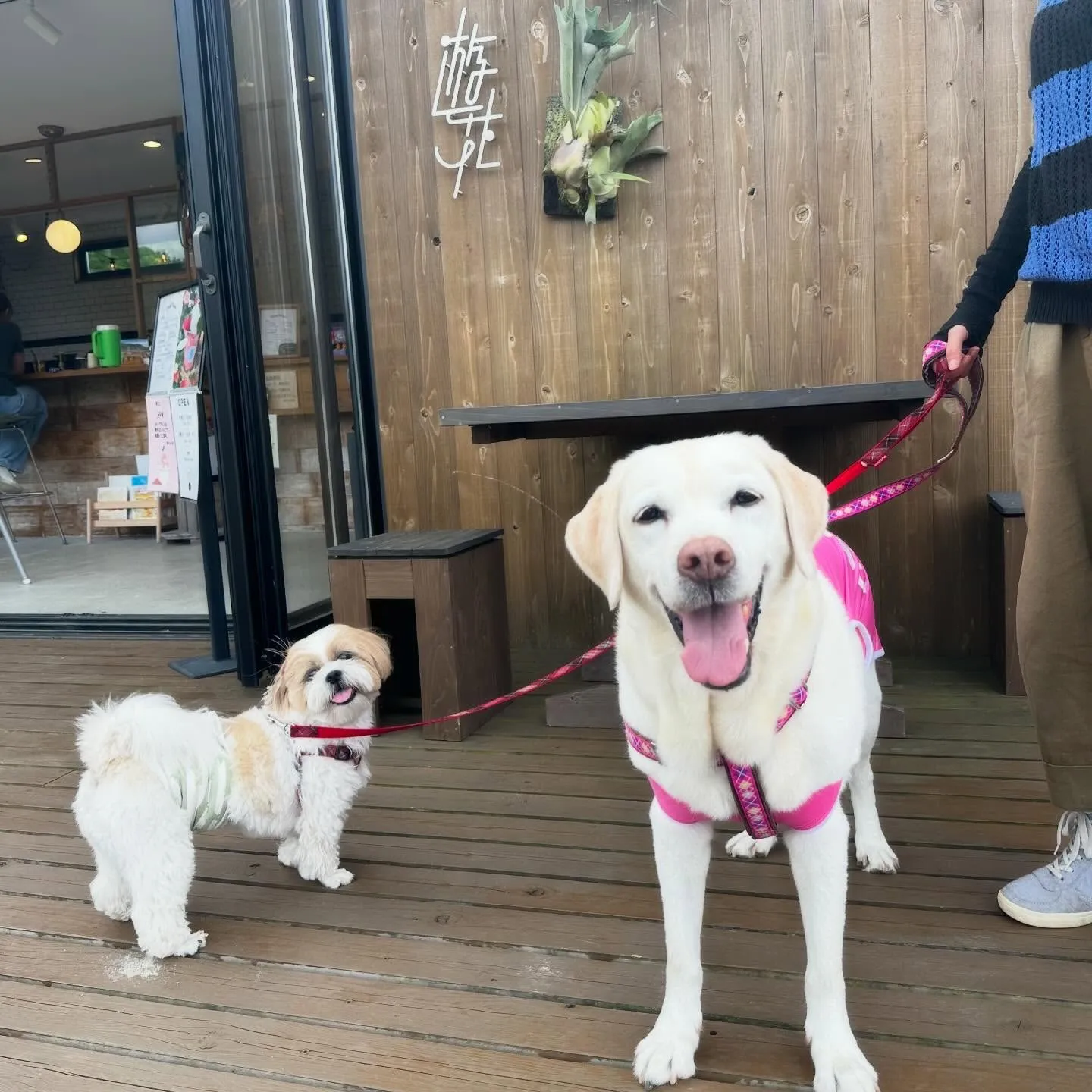 めちゃくちゃ今更になってしまいましたが💦