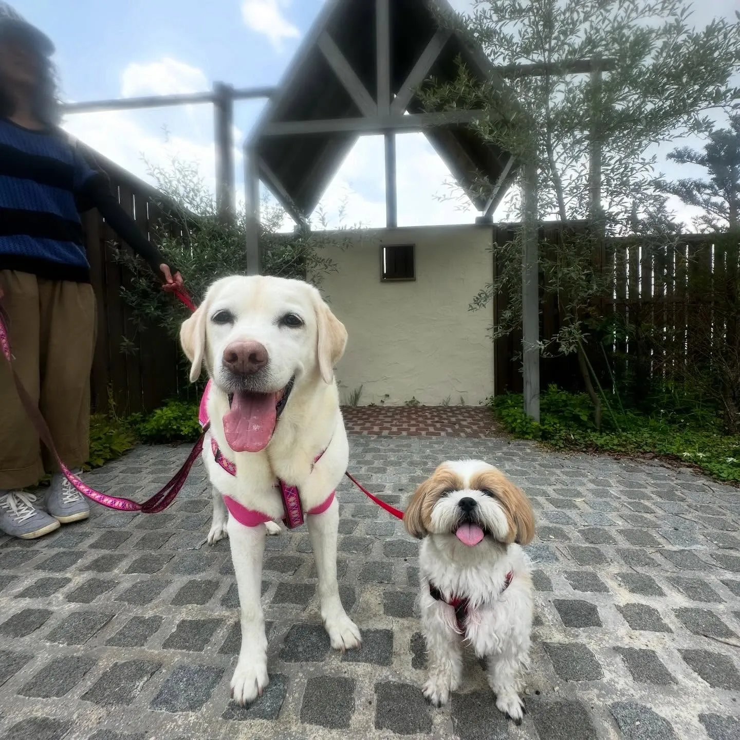 めちゃくちゃ今更になってしまいましたが💦