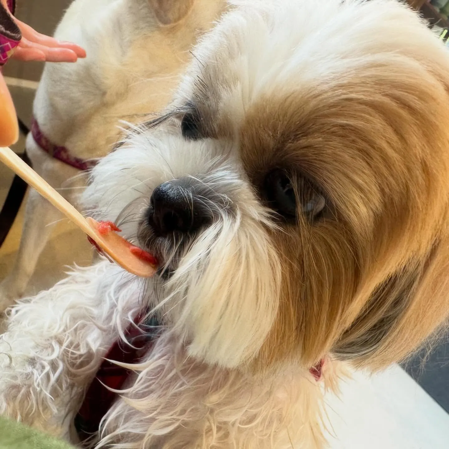 めちゃくちゃ今更になってしまいましたが💦