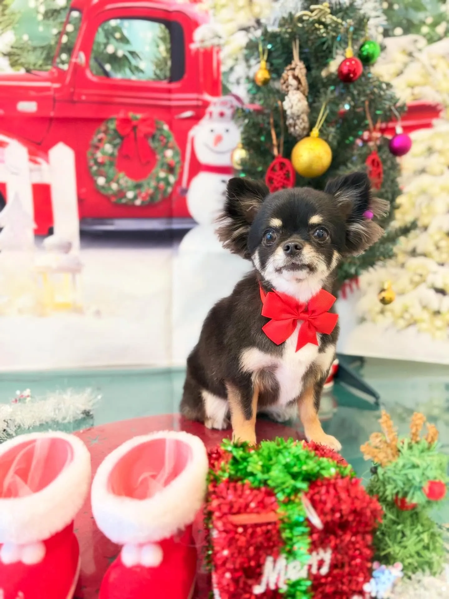 トリミングのセットメニューをご利用頂いたわんこたちです🎶