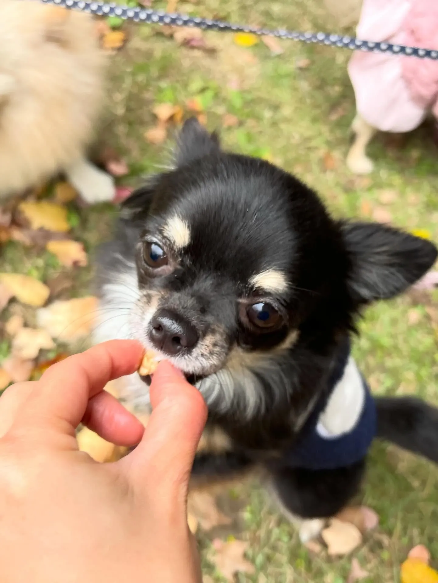 トリミングのセットメニューをご利用頂いたわんこたちです🎶
