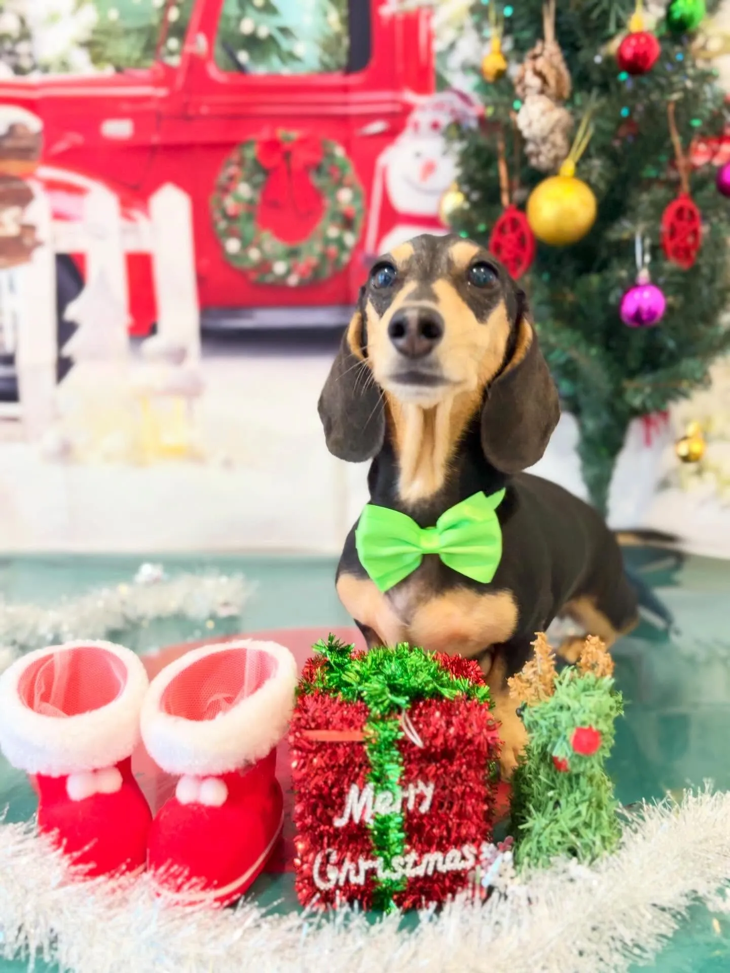 トリミングのセットメニューをご利用頂いたわんこたちです🎶