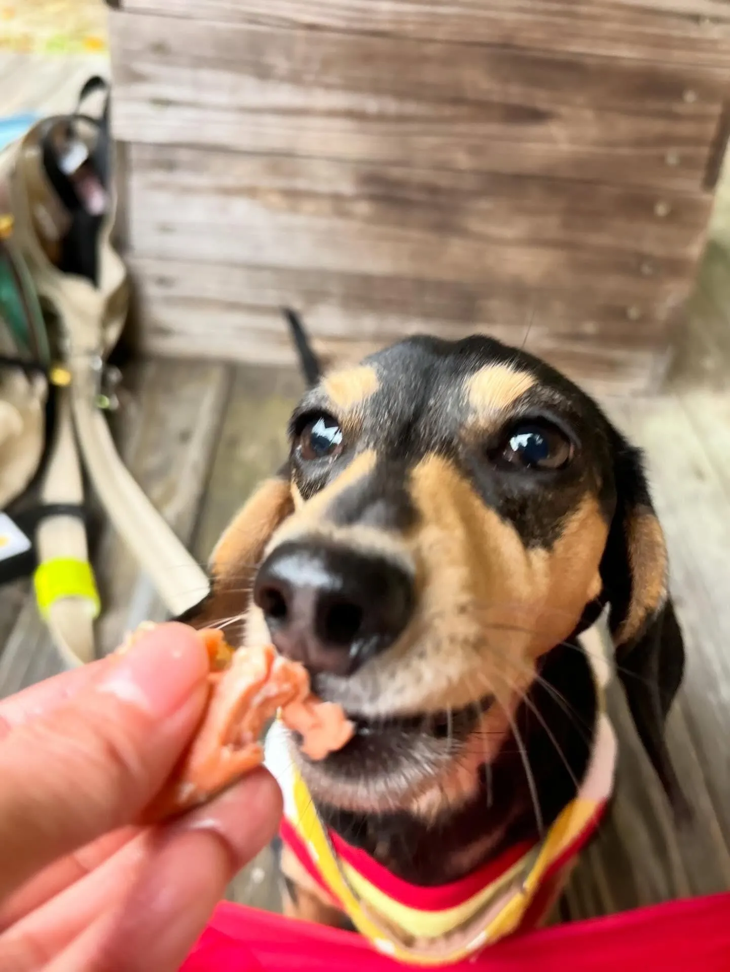 トリミングのセットメニューをご利用頂いたわんこたちです🎶