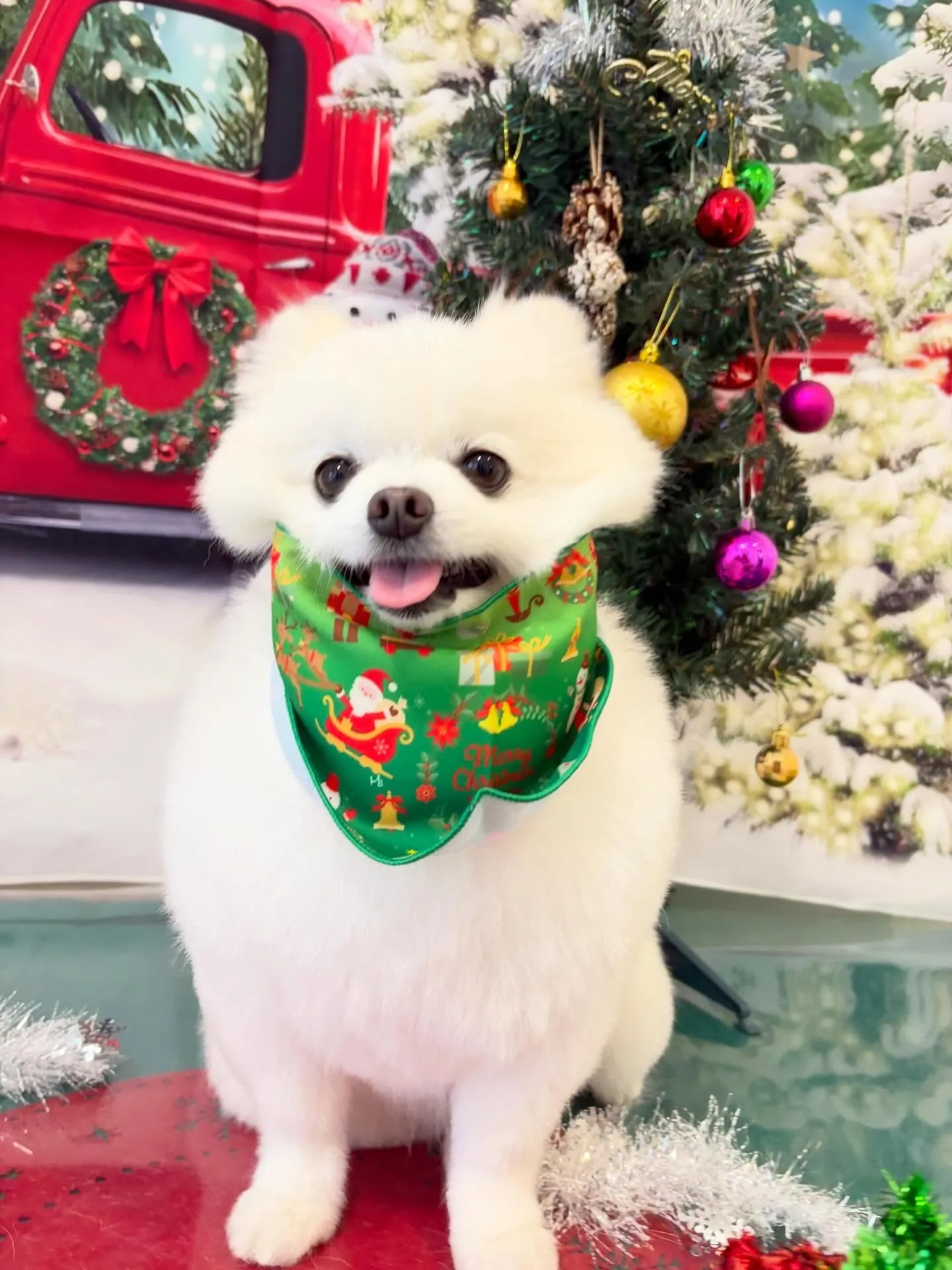 トリミングのセットメニューをご利用頂いたわんこたちです🎶