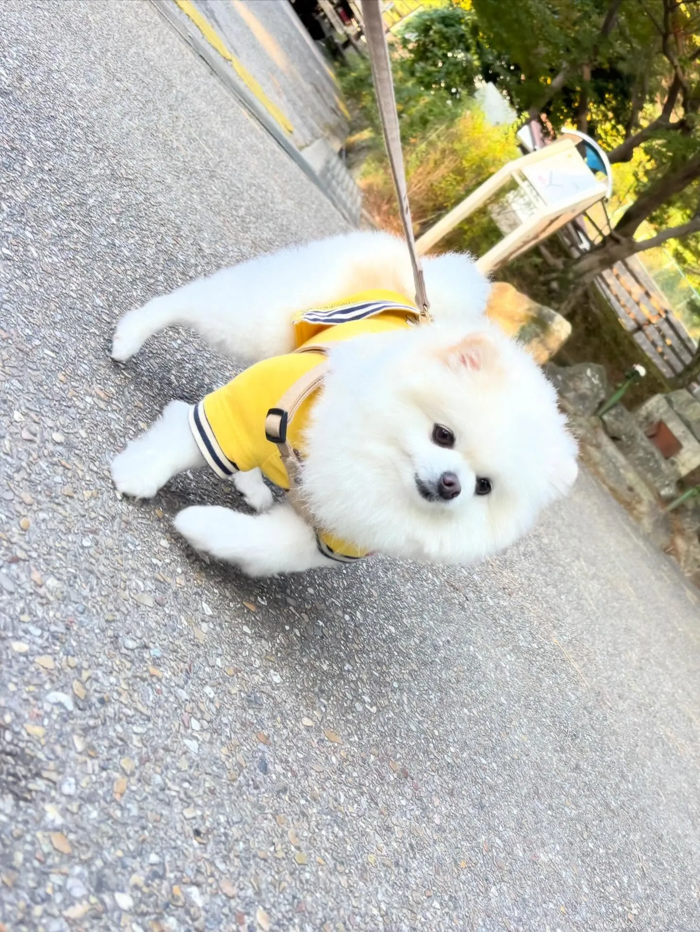 トリミングのセットメニューをご利用頂いたわんこたちです🎶