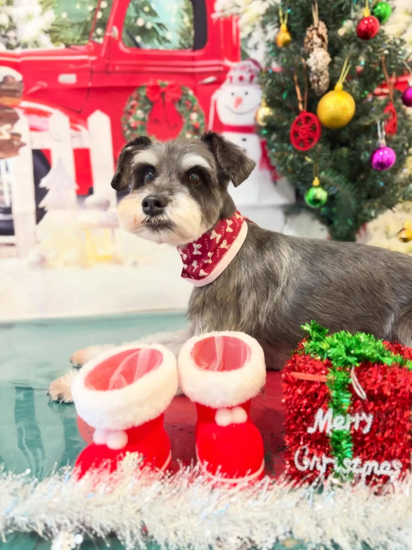 トリミングのセットメニューをご利用頂いたわんこたちです🎶