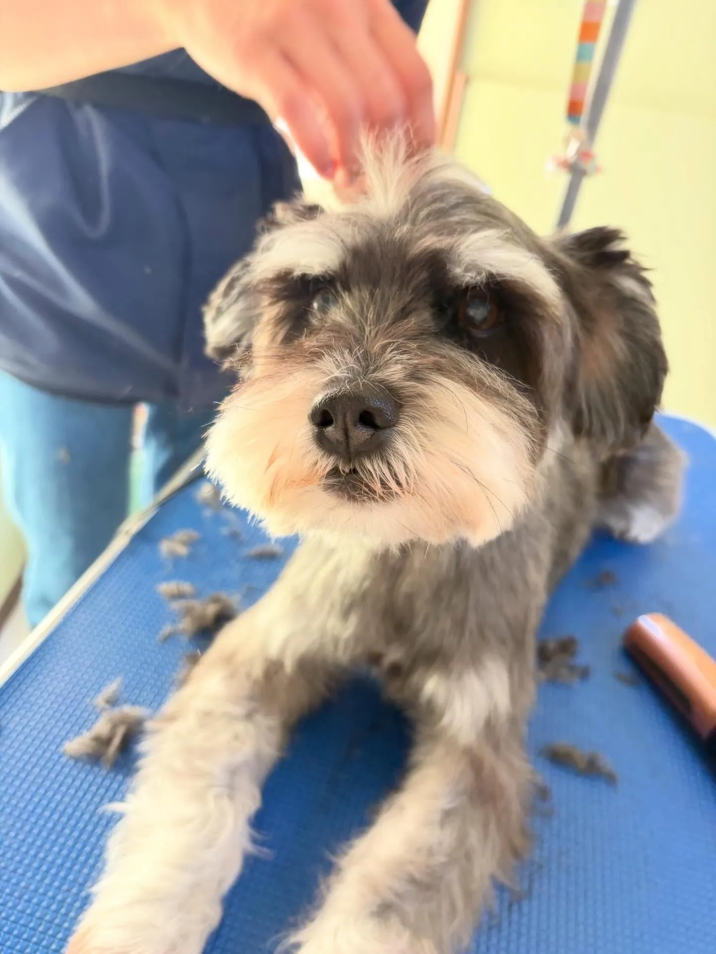 トリミングのセットメニューをご利用頂いたわんこたちです🎶