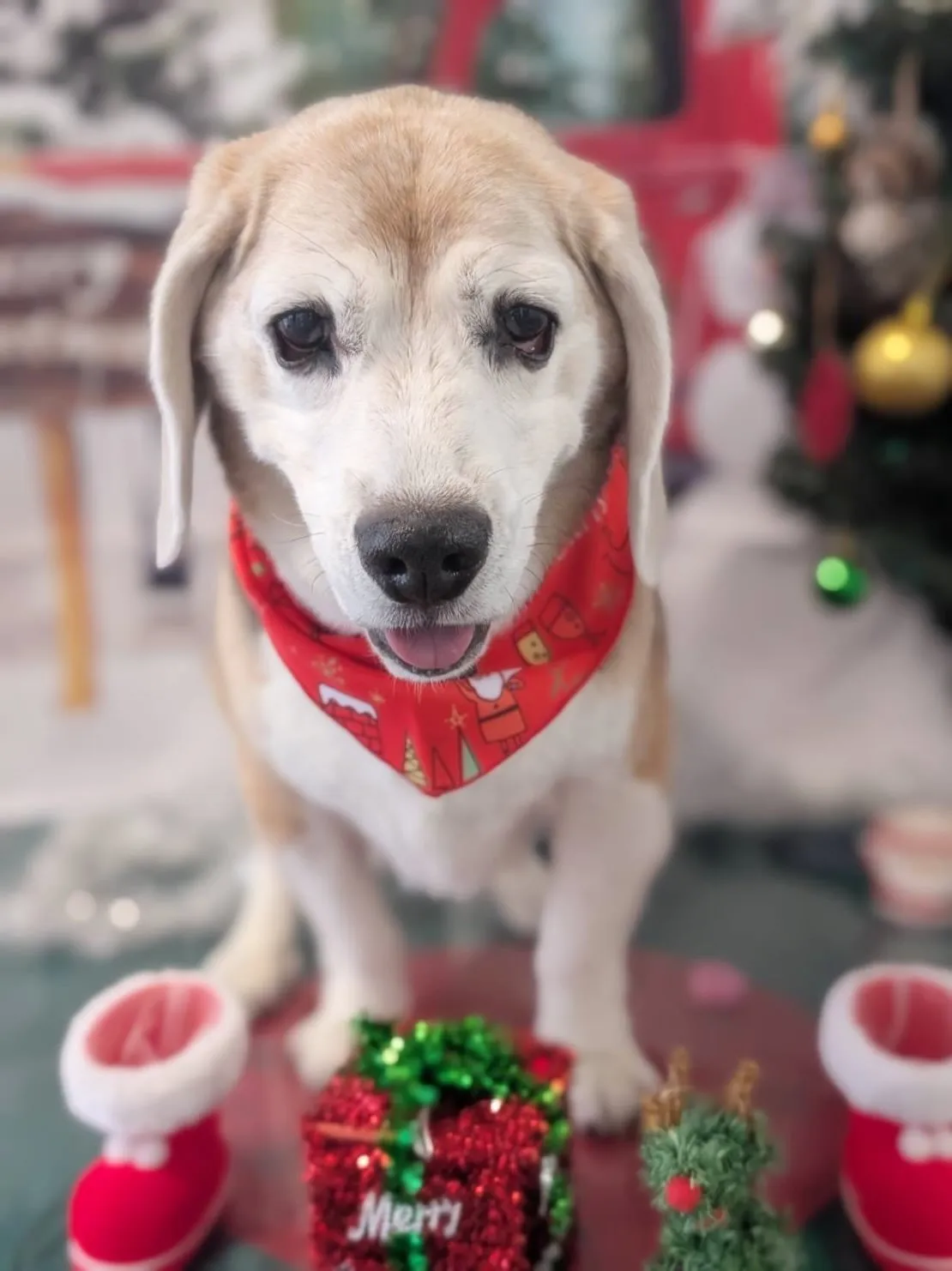 トリミングのセットメニューをご利用頂いたわんこたちです🎶