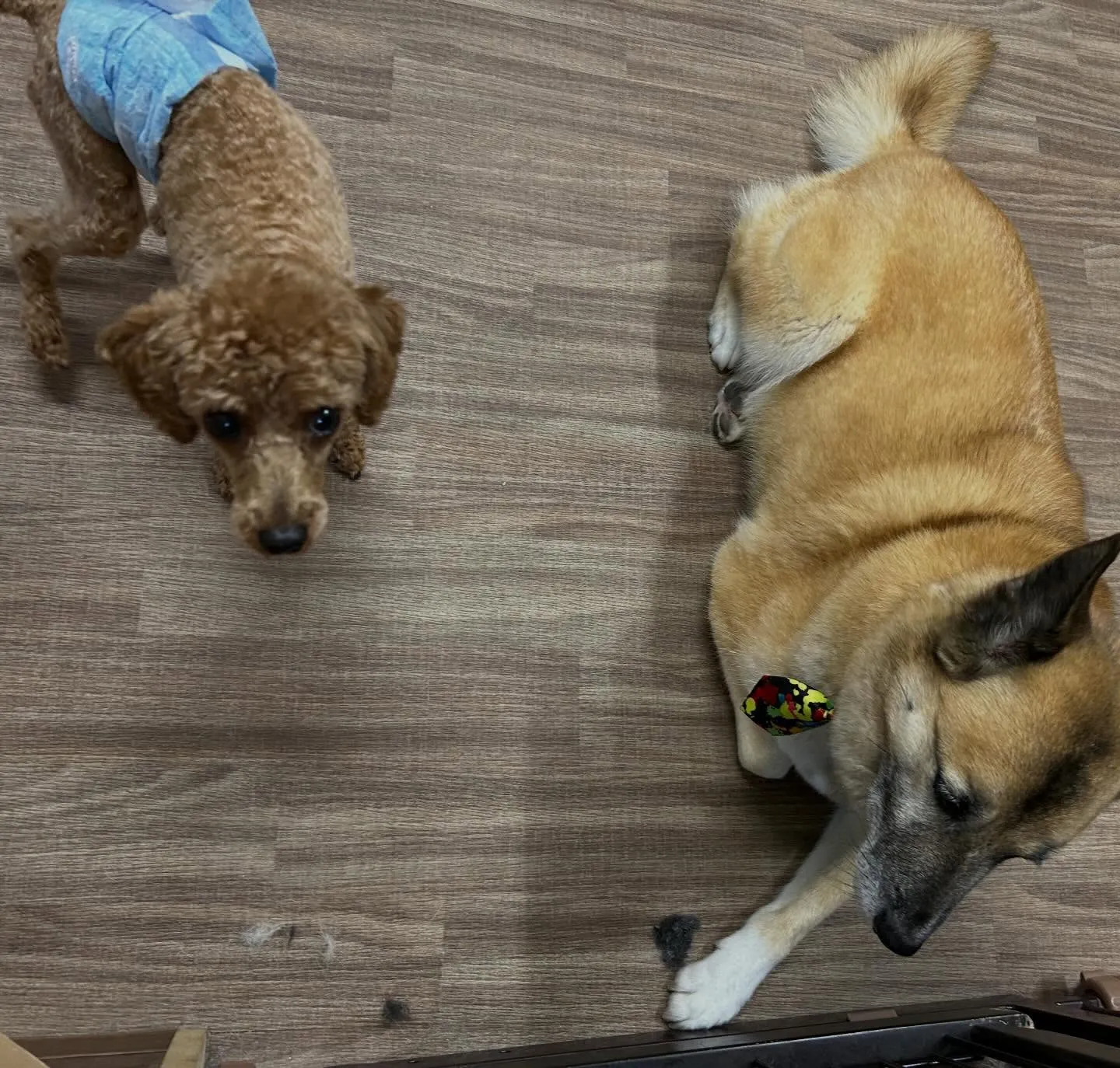 入会してくれたナナくんです🎶