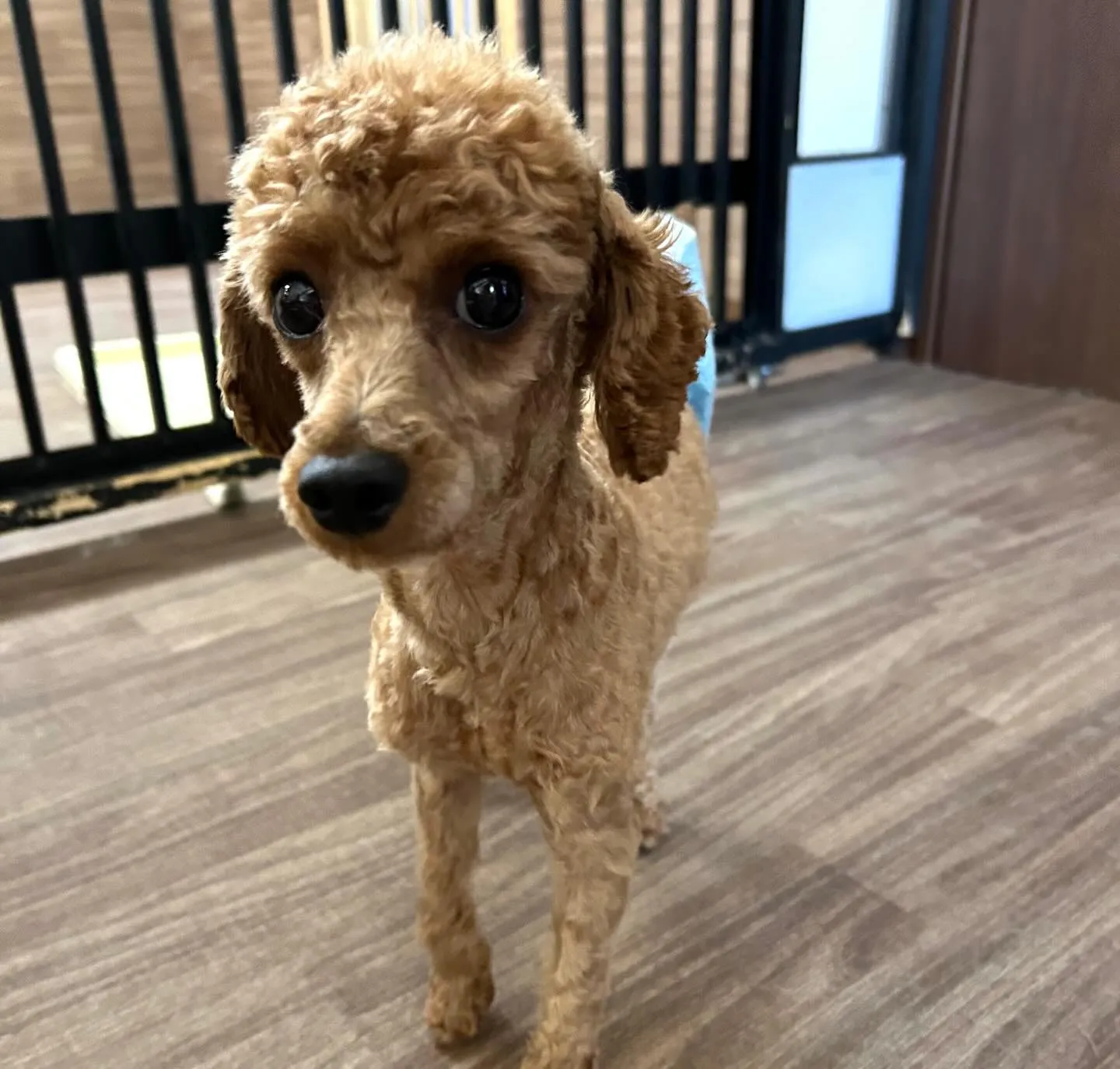 入会してくれたナナくんです🎶