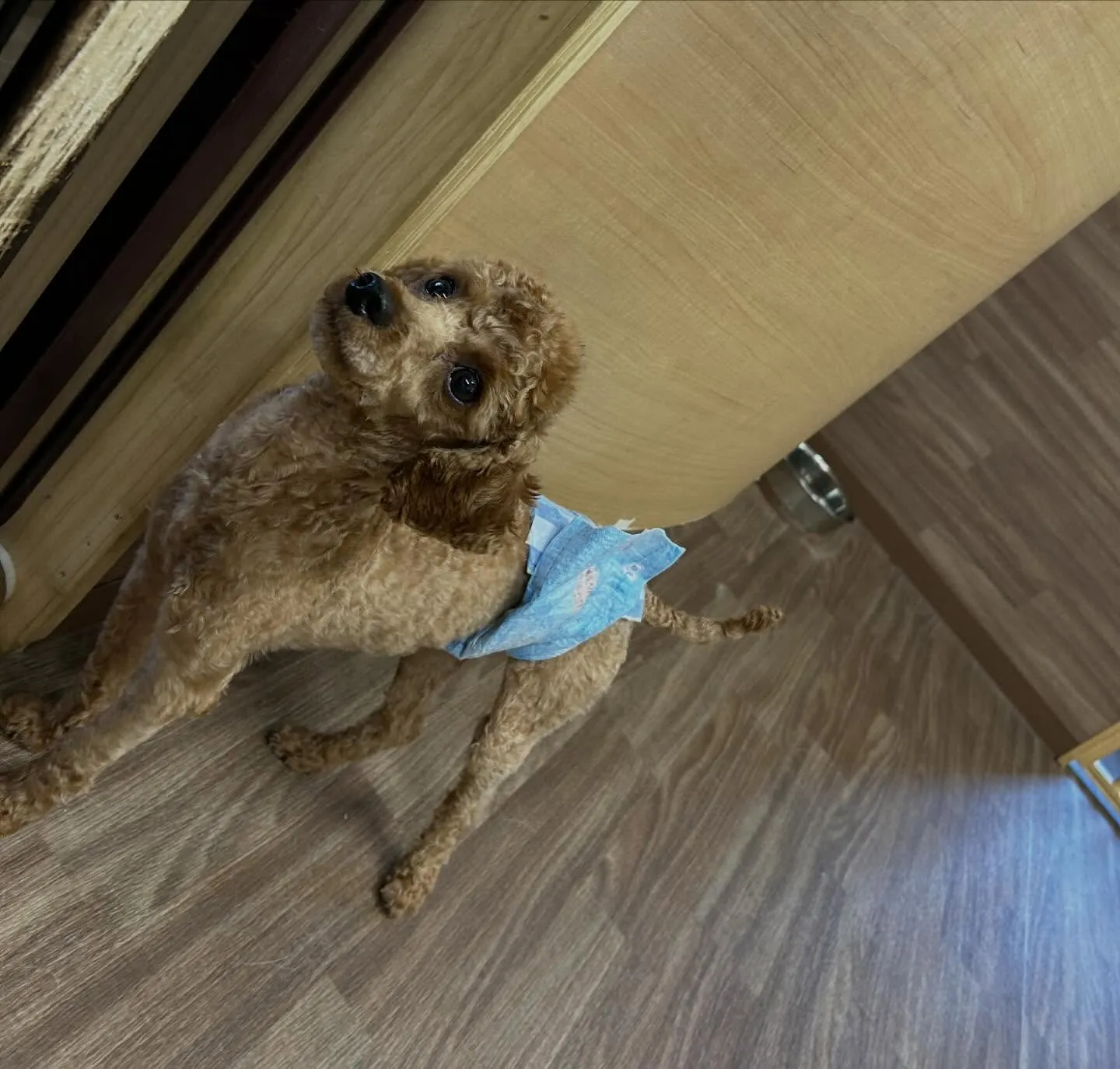 入会してくれたナナくんです🎶