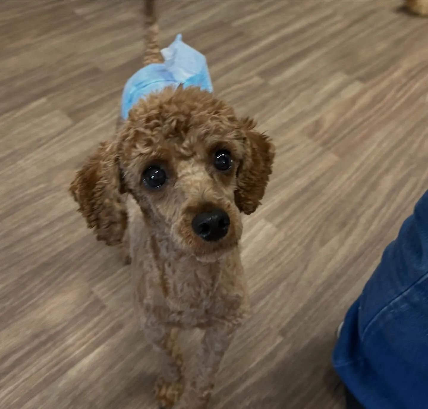 入会してくれたナナくんです🎶