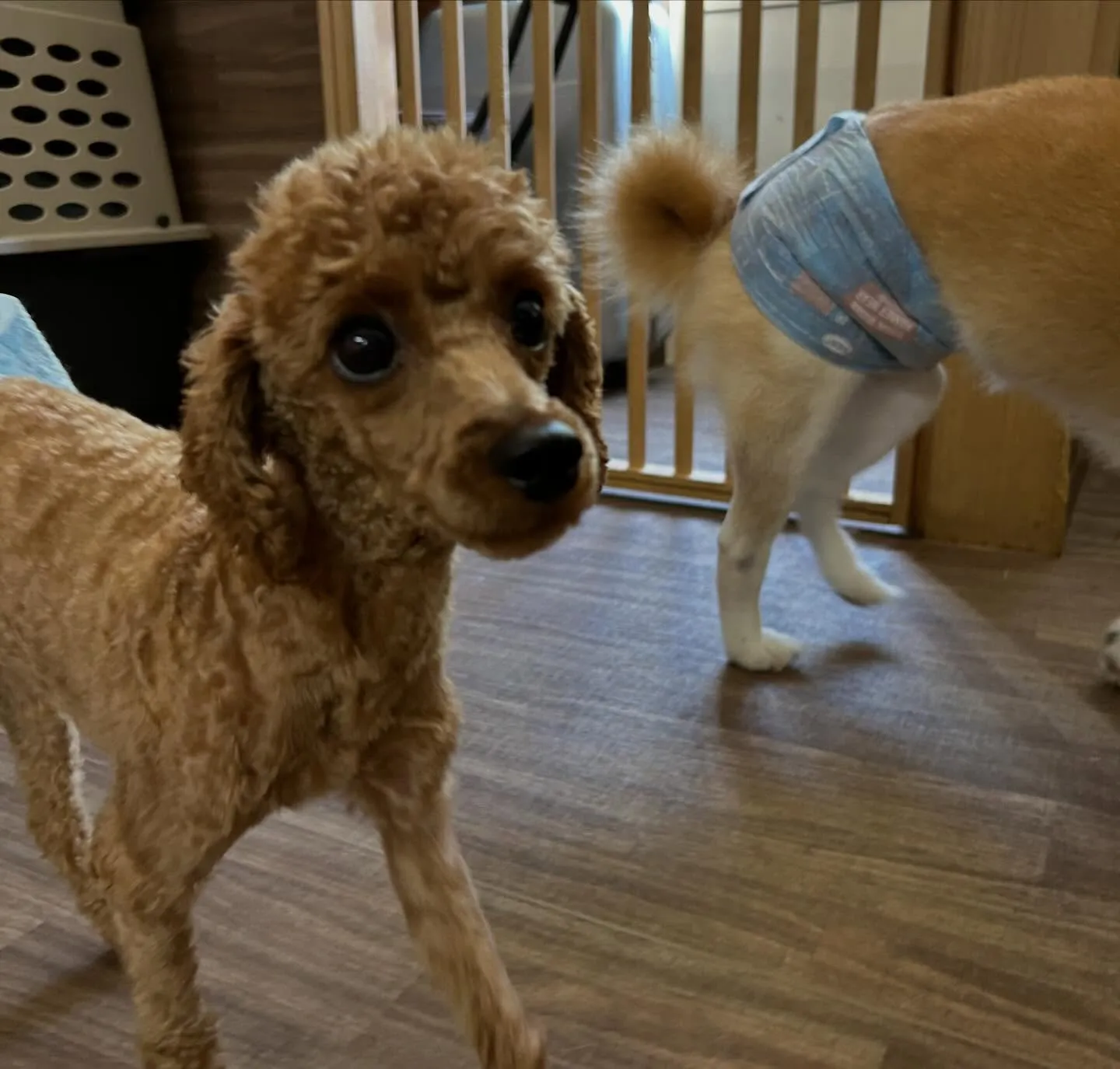 入会してくれたナナくんです🎶