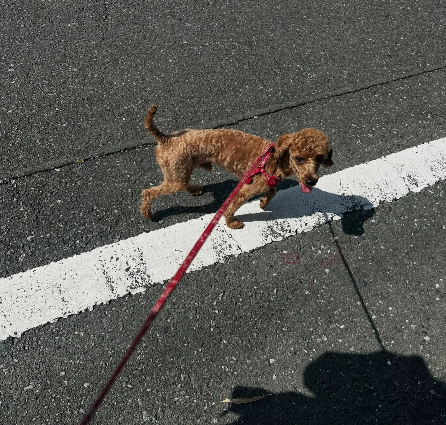 入会してくれたナナくんです🎶