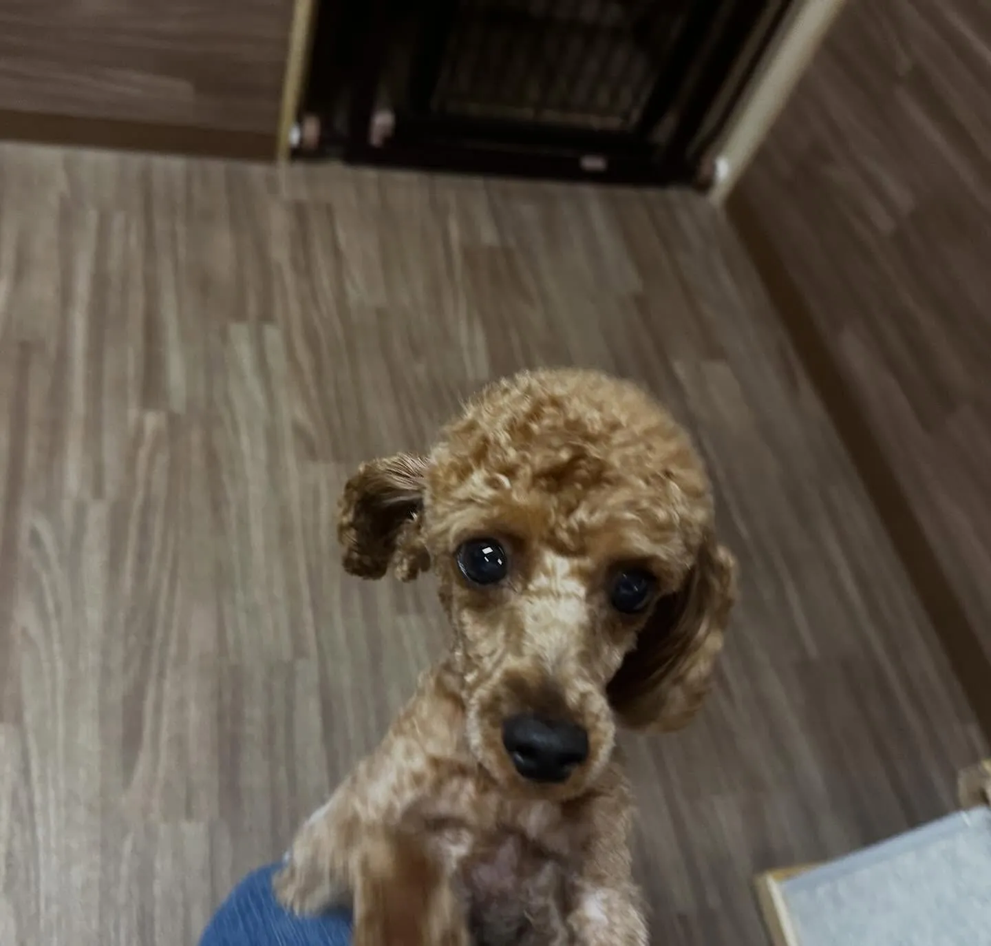 入会してくれたナナくんです🎶