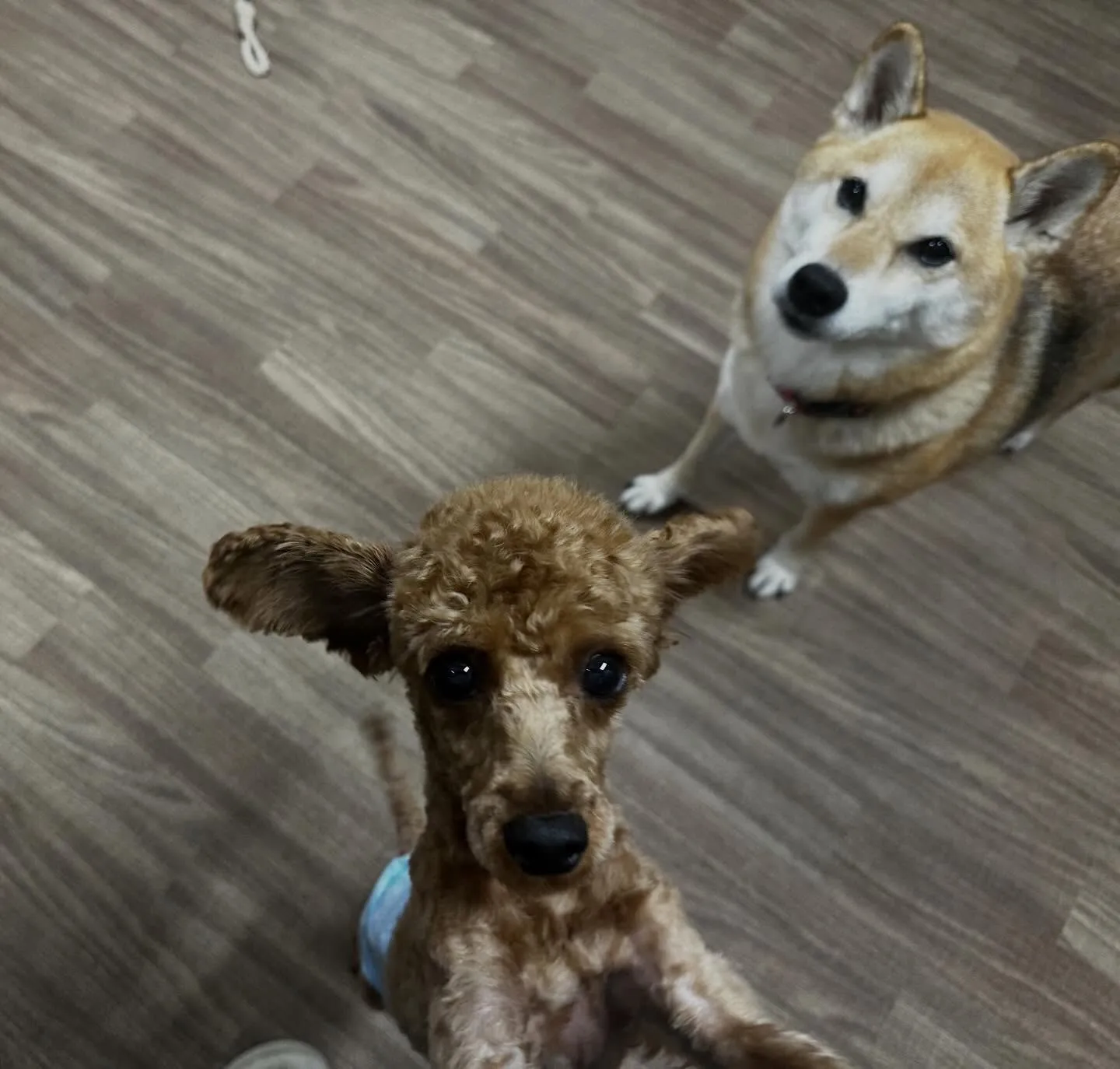 入会してくれたナナくんです🎶