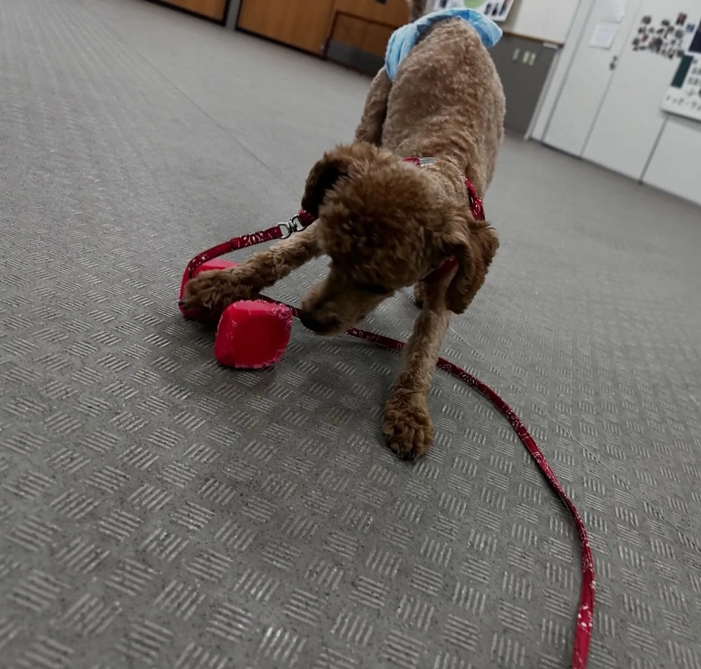 入会してくれたナナくんです🎶