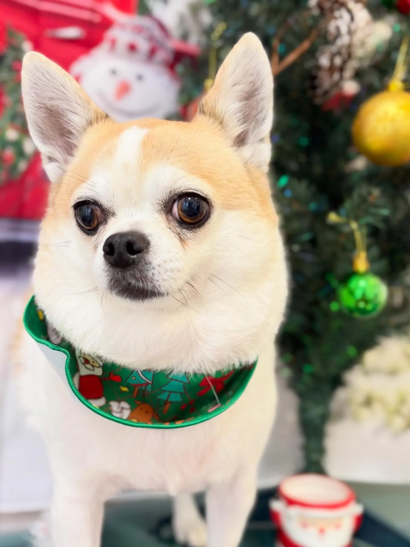 トリミングのセットメニューで来てくれたわんこたちです🐶