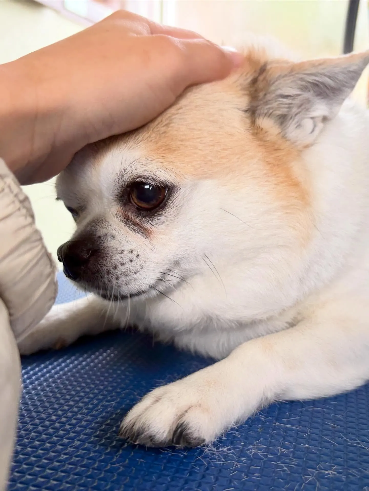 トリミングのセットメニューで来てくれたわんこたちです🐶