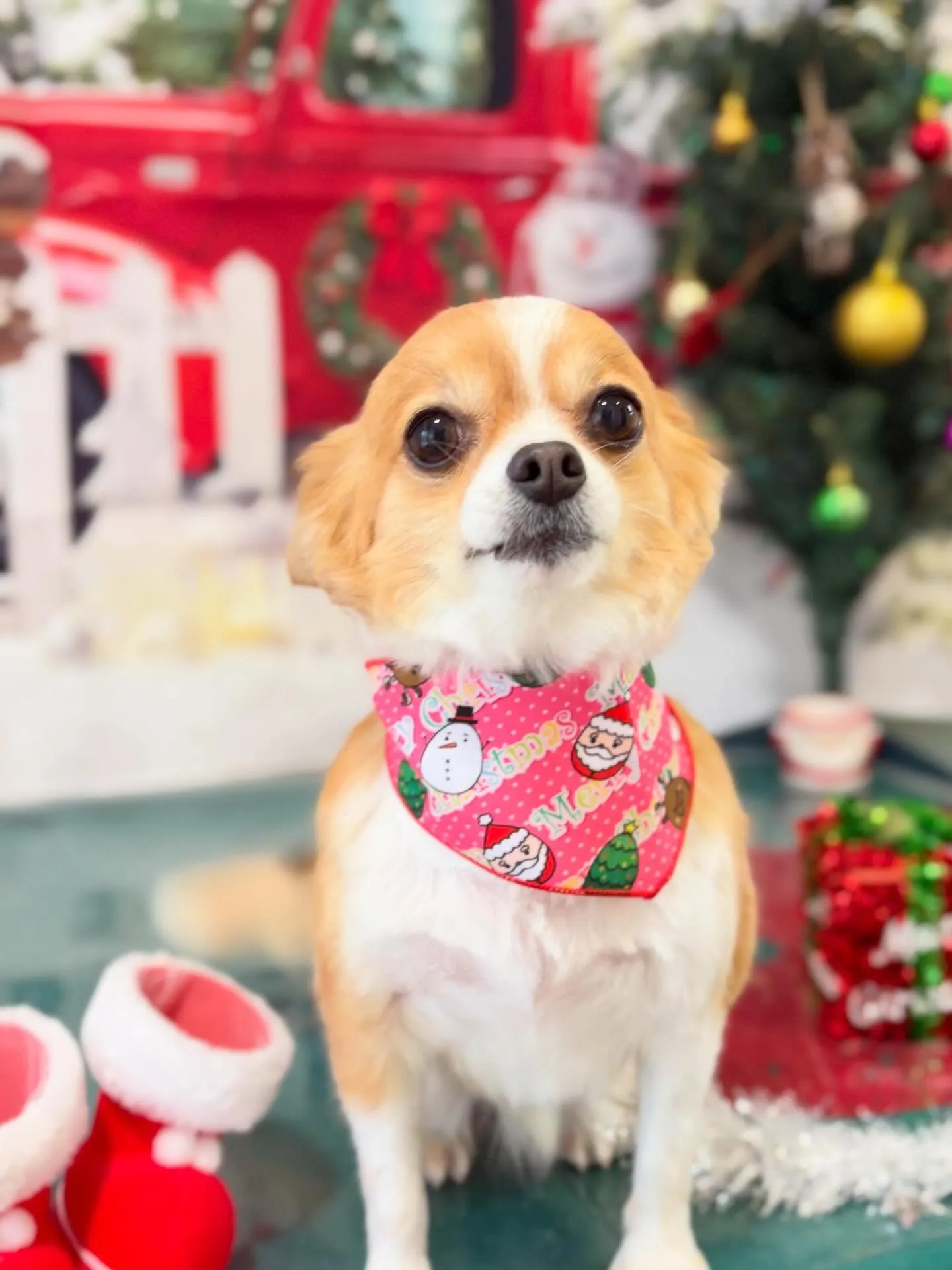 トリミングのセットメニューで来てくれたわんこたちです🐶