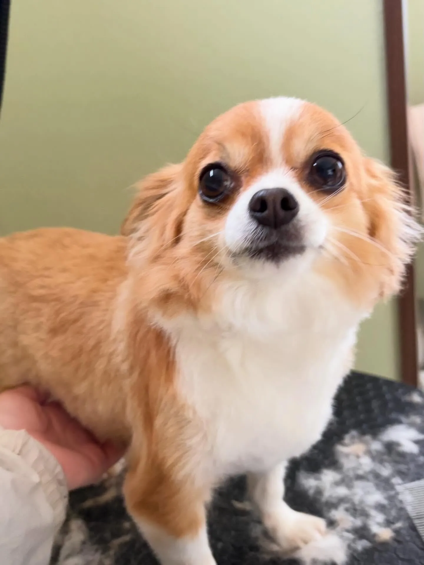 トリミングのセットメニューで来てくれたわんこたちです🐶