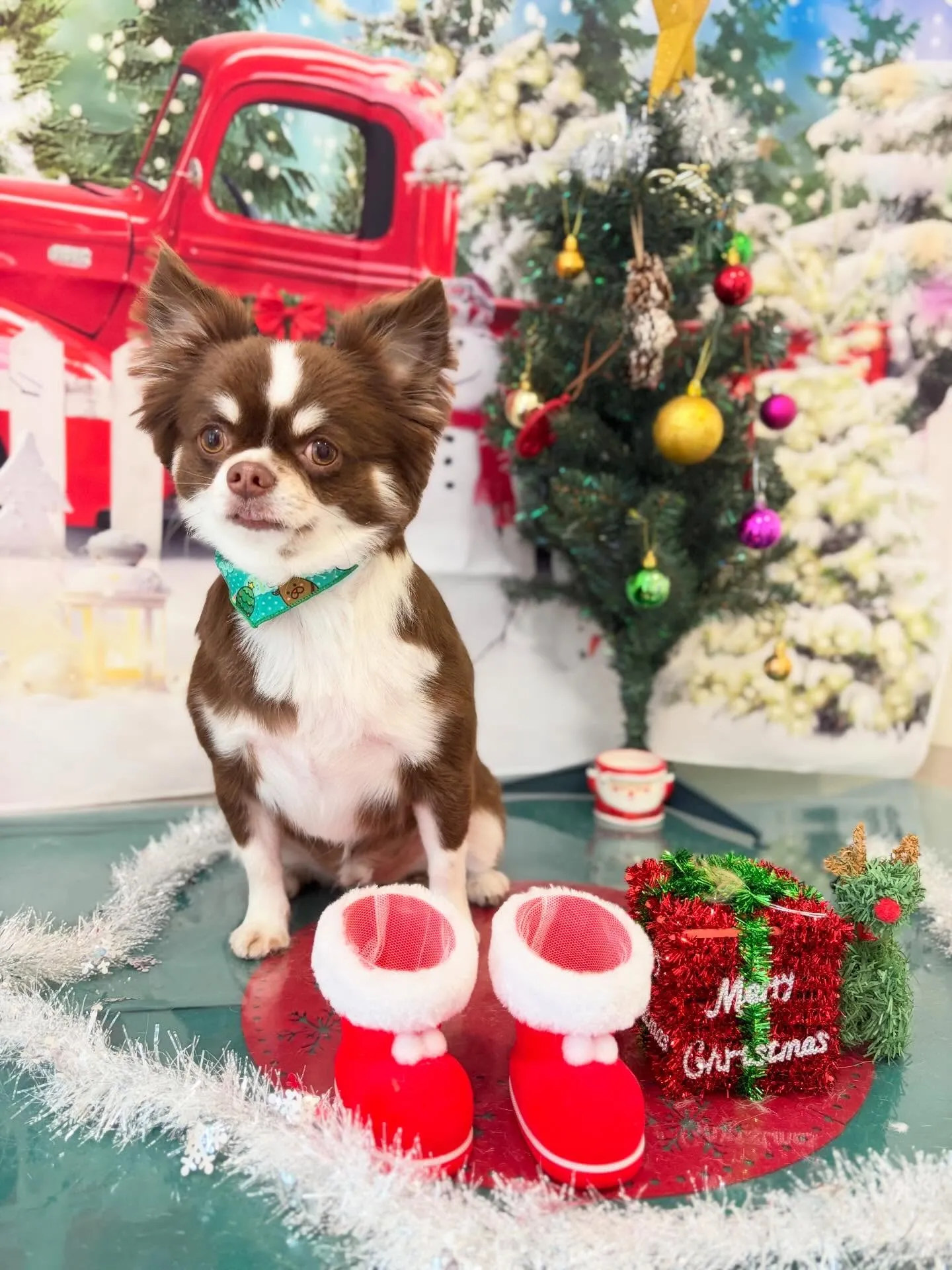 トリミングのセットメニューで来てくれたわんこたちです🐶