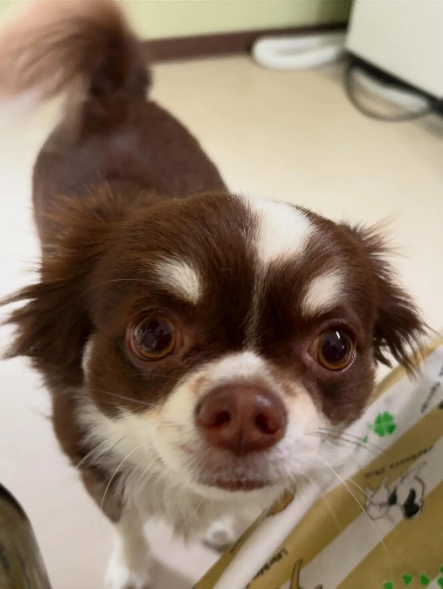 トリミングのセットメニューで来てくれたわんこたちです🐶