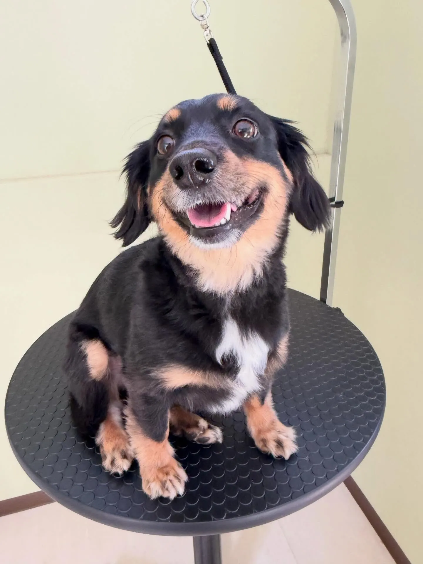 トリミングのセットメニューで来てくれたわんこたちです🐶