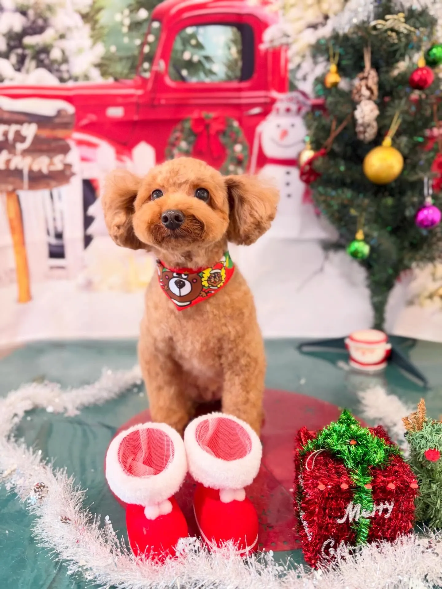 トリミングのセットメニューで来てくれたわんこたちです🐶