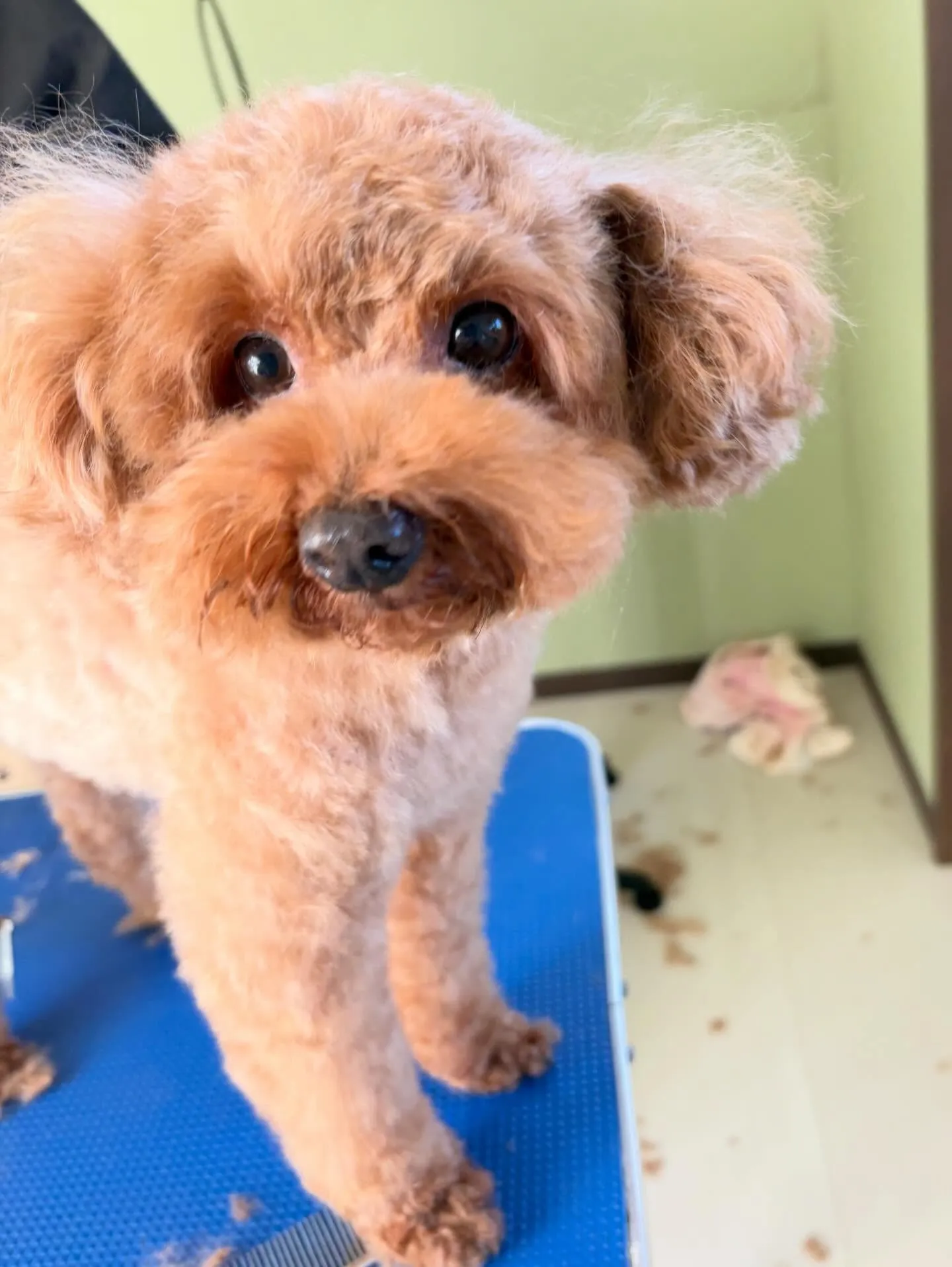 トリミングのセットメニューで来てくれたわんこたちです🐶