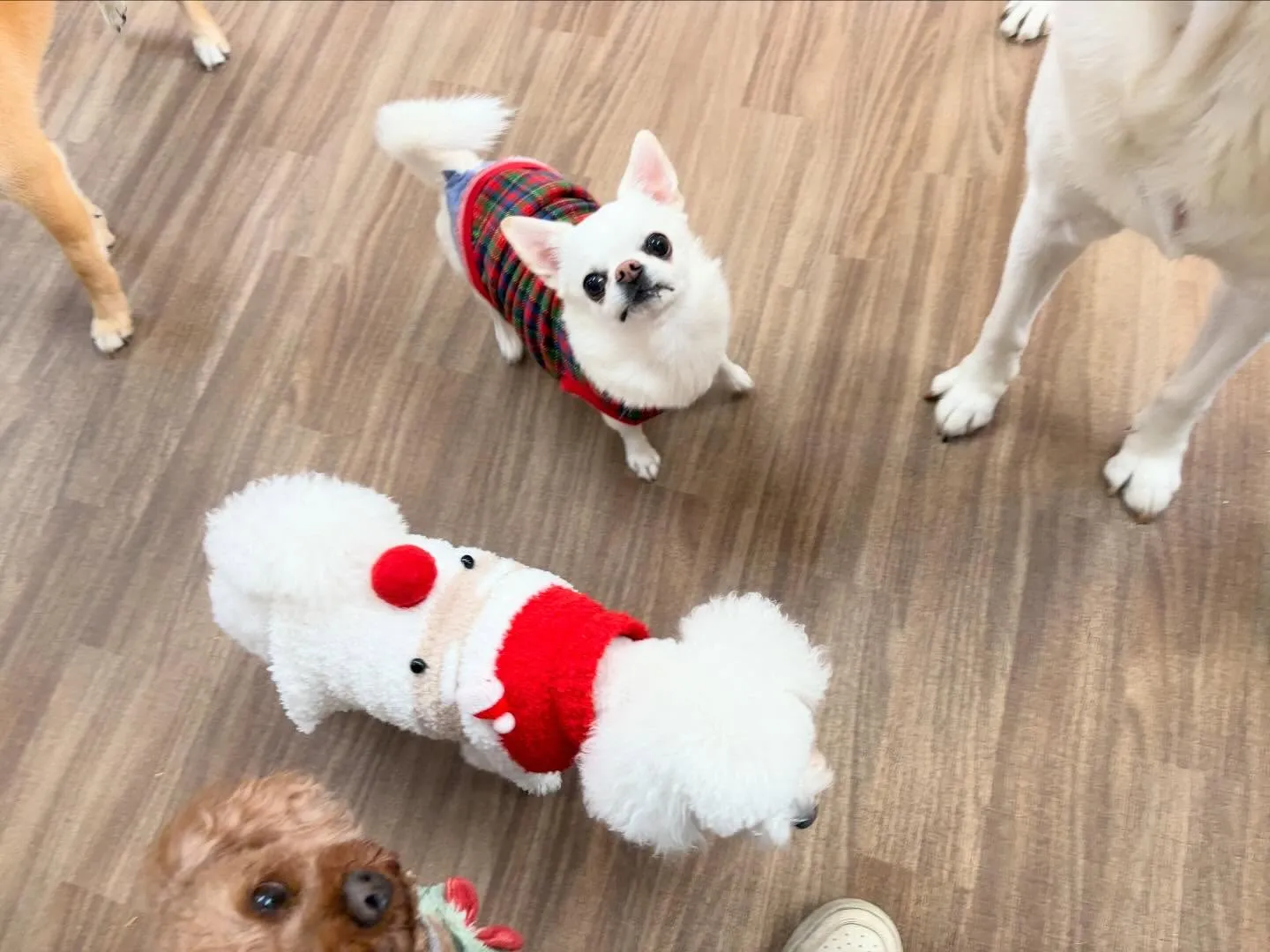 23日はクリスマスイベント開催してました🎅