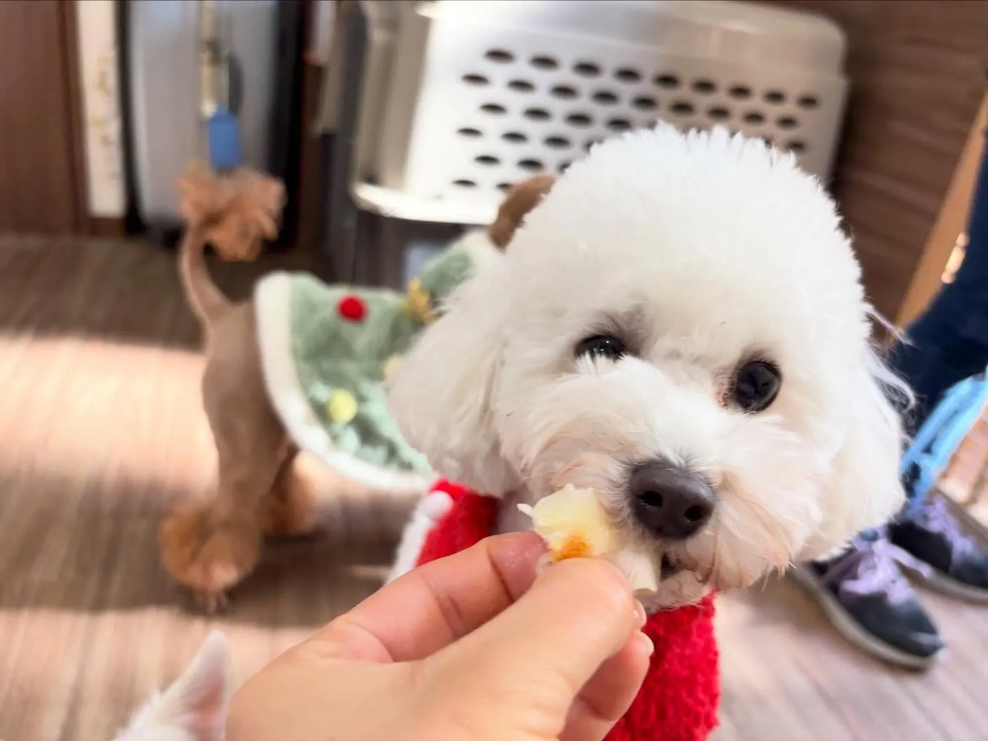 23日はクリスマスイベント開催してました🎅