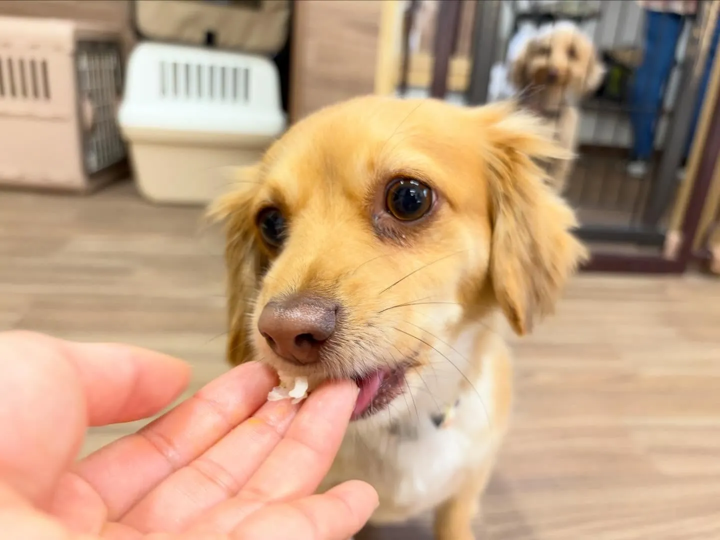 23日はクリスマスイベント開催してました🎅