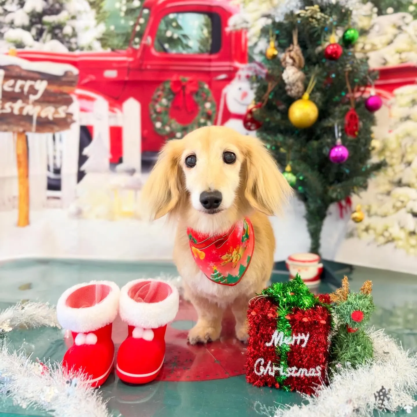 トリミングのセットメニューに来てくれたわんこたち🐾