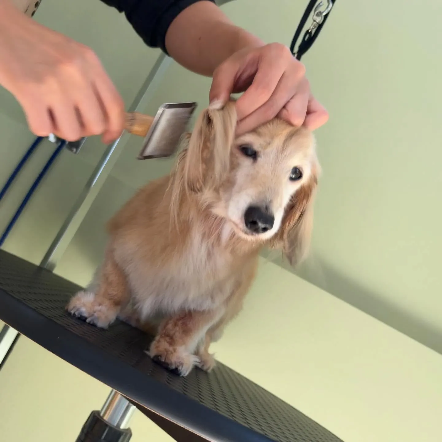 トリミングのセットメニューに来てくれたわんこたち🐾