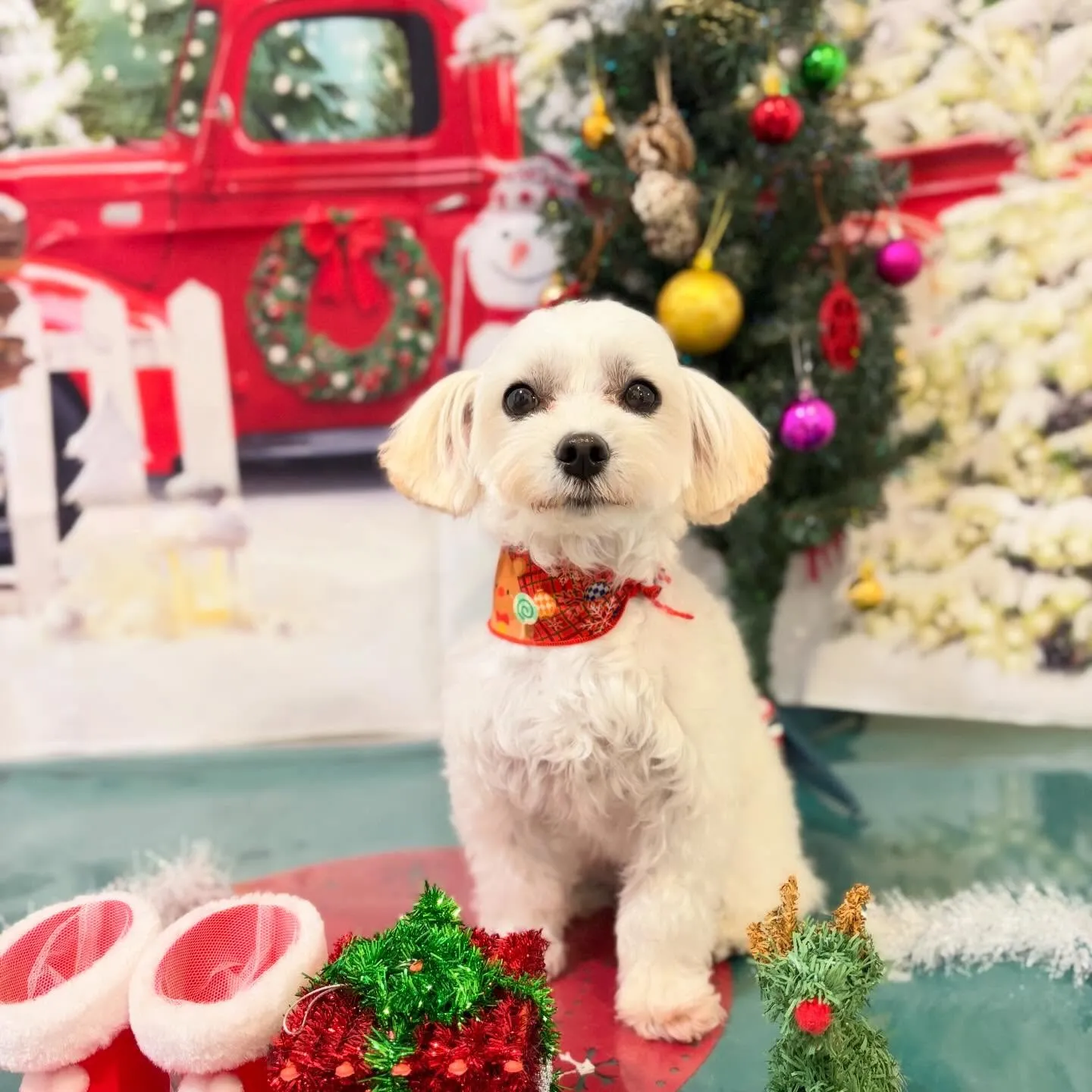 トリミングのセットメニューに来てくれたわんこたち🐾