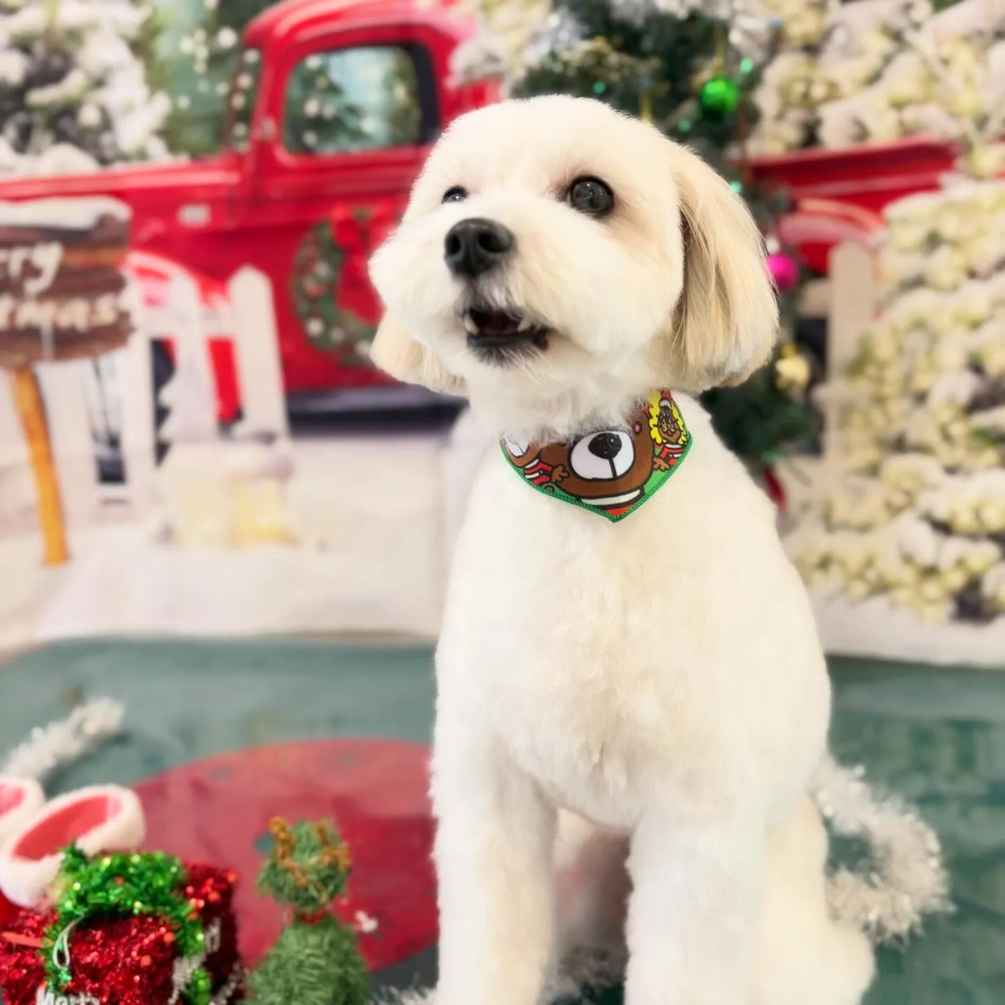 トリミングのセットメニューに来てくれたわんこたち🐾